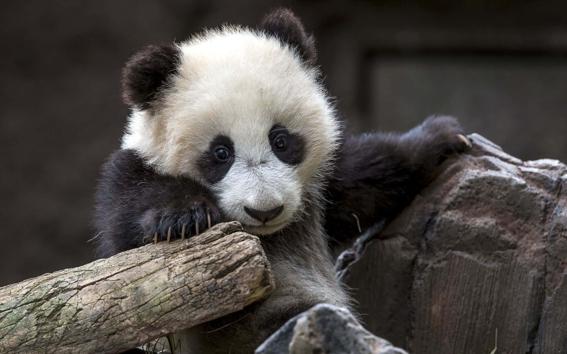 Swart en Wit Pandabeer wat in die Natuur Stap Muurpapier