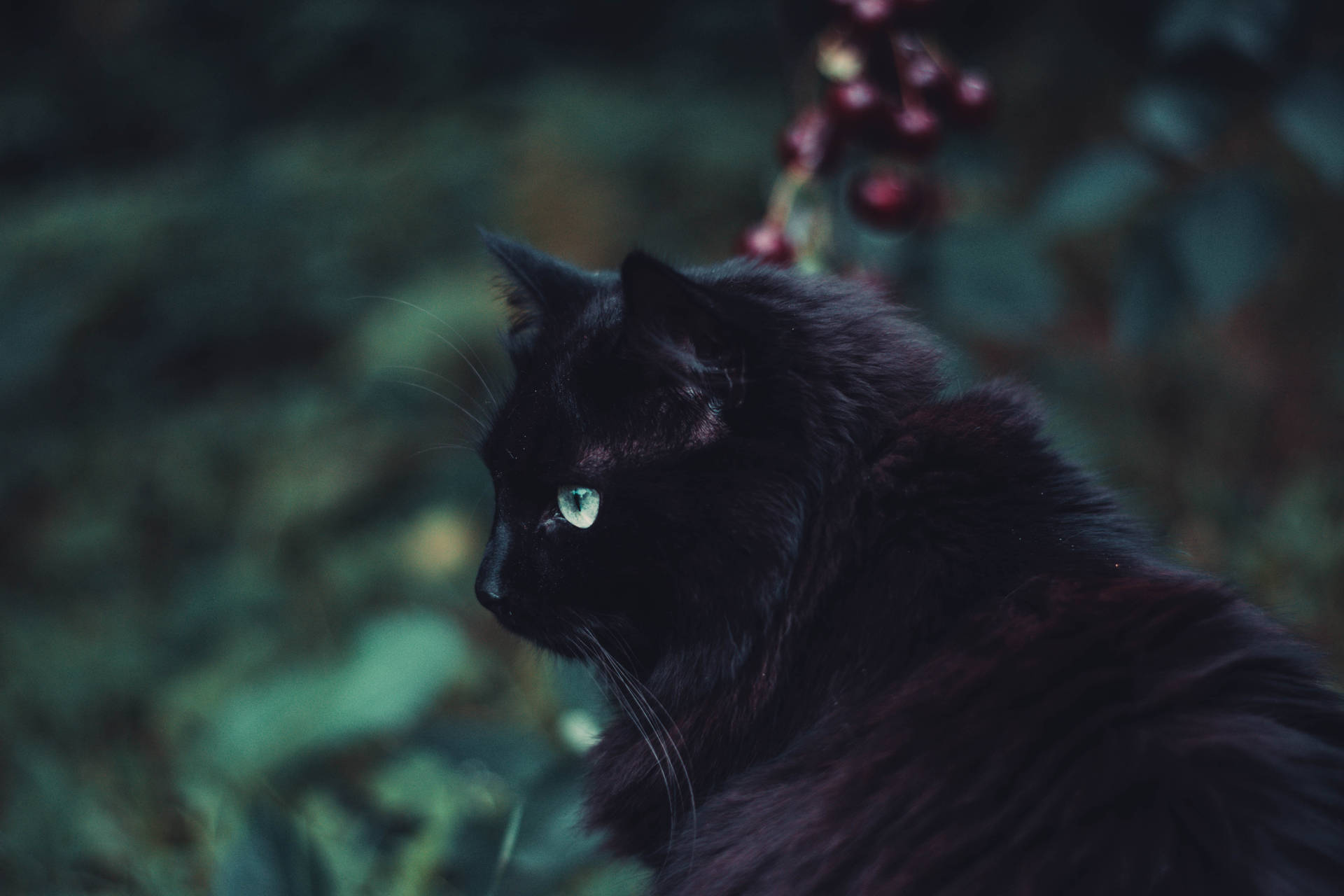 Swart Harige Kat Dier agtergrond — Lessenaar GIF Muurpapier