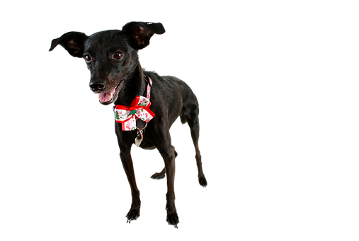 Swart Hond Met Vakansie Strikdas Muurpapier