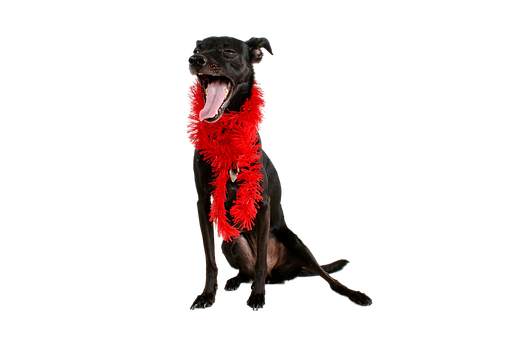 Swart Hond Rooi Veer Boei Gaap Muurpapier