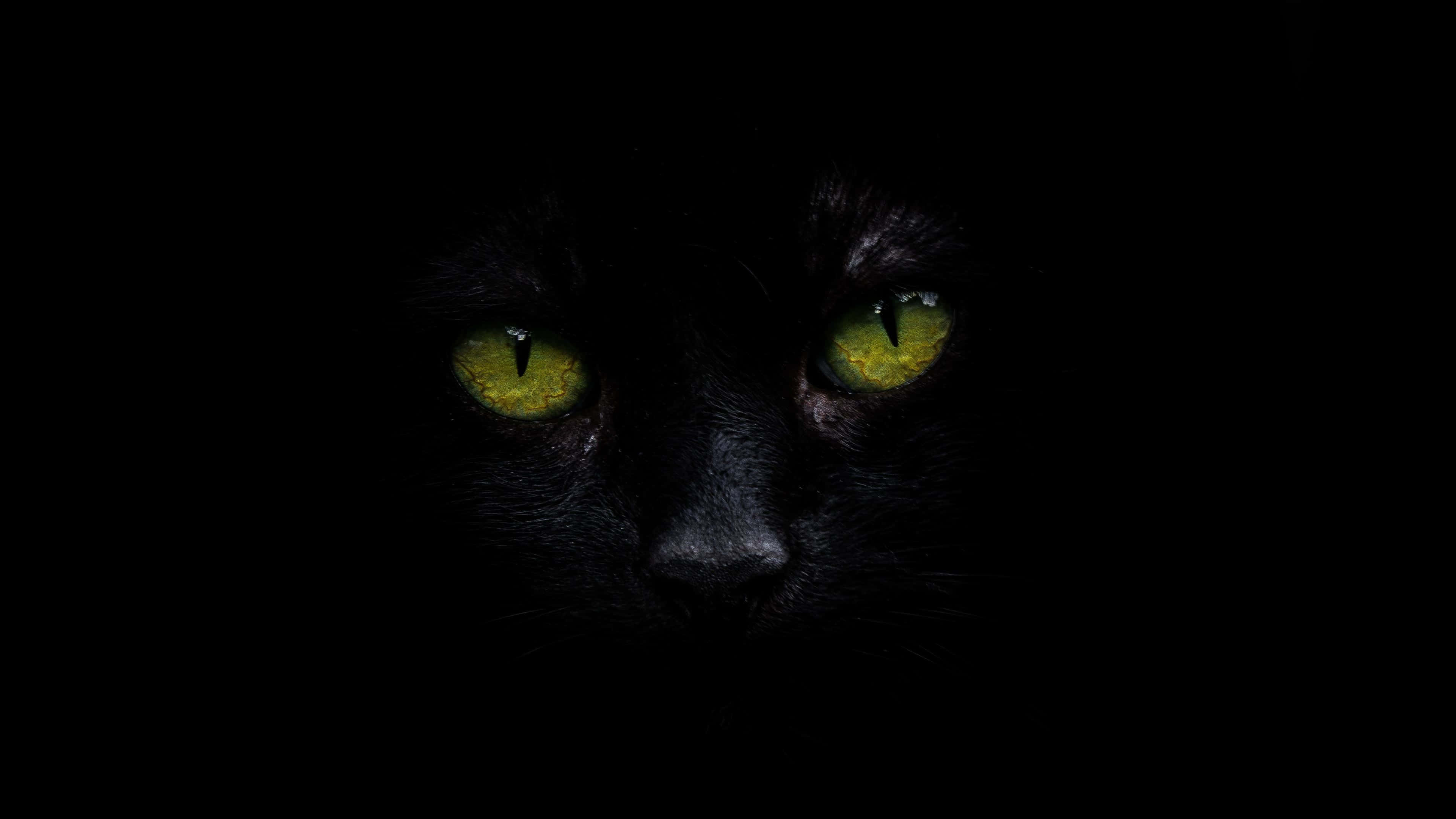 Swart Kat 4K OLED Agtergrond Muurpapier