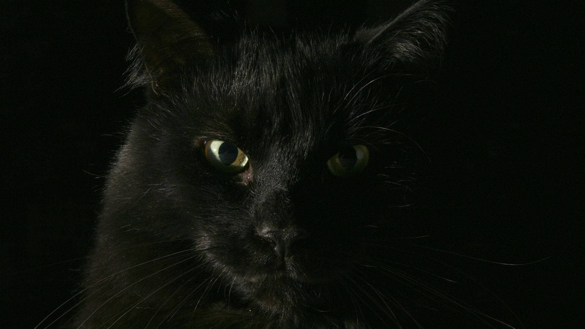 Swart Kat Dier Nabyfoto agtergrond