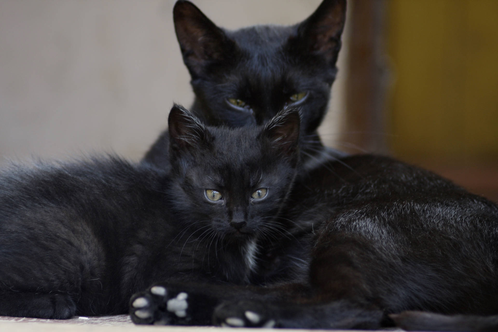 Swart Kat Familie Diere agtergrond