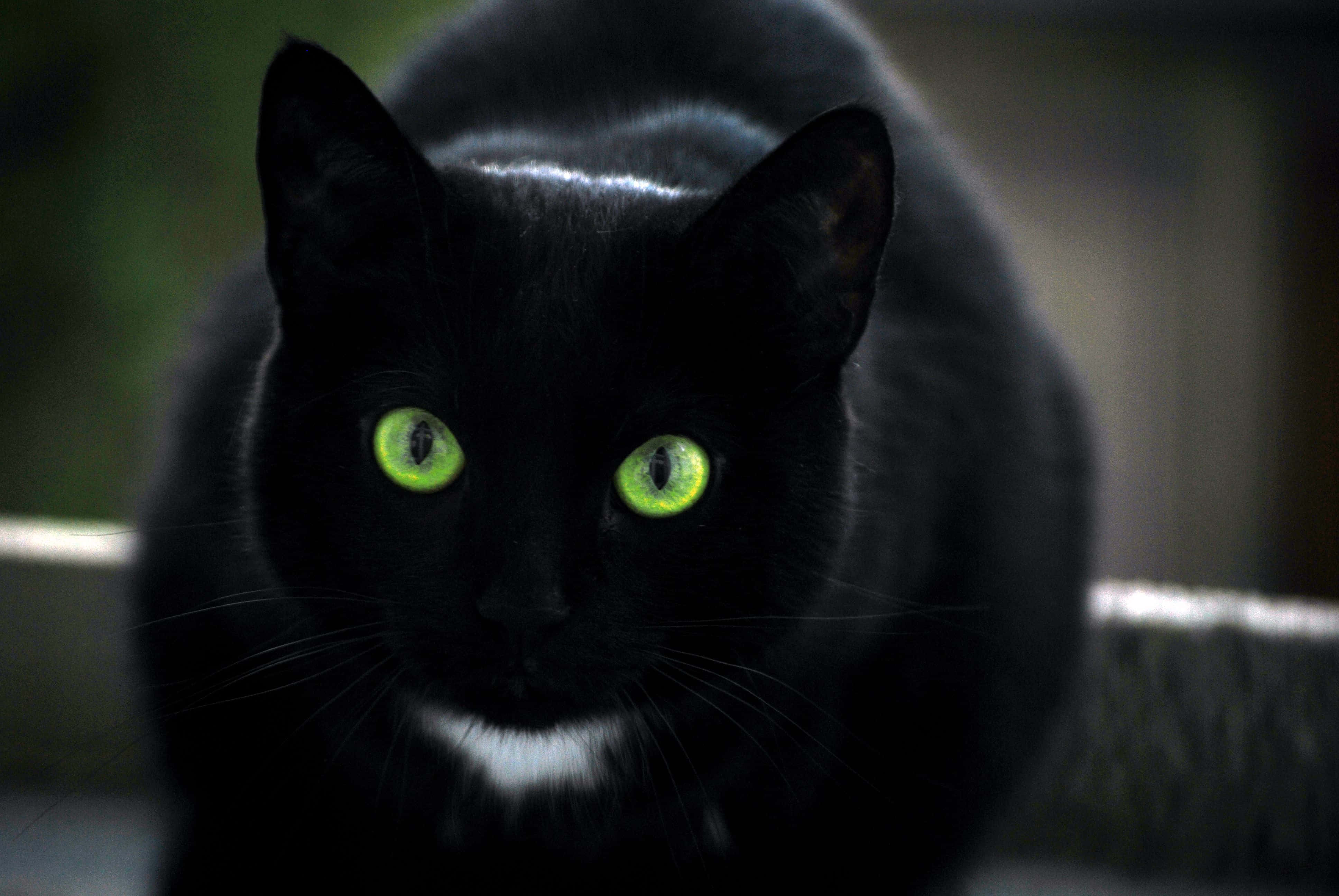 Swart Kat Met Groen Oë Muurpapier