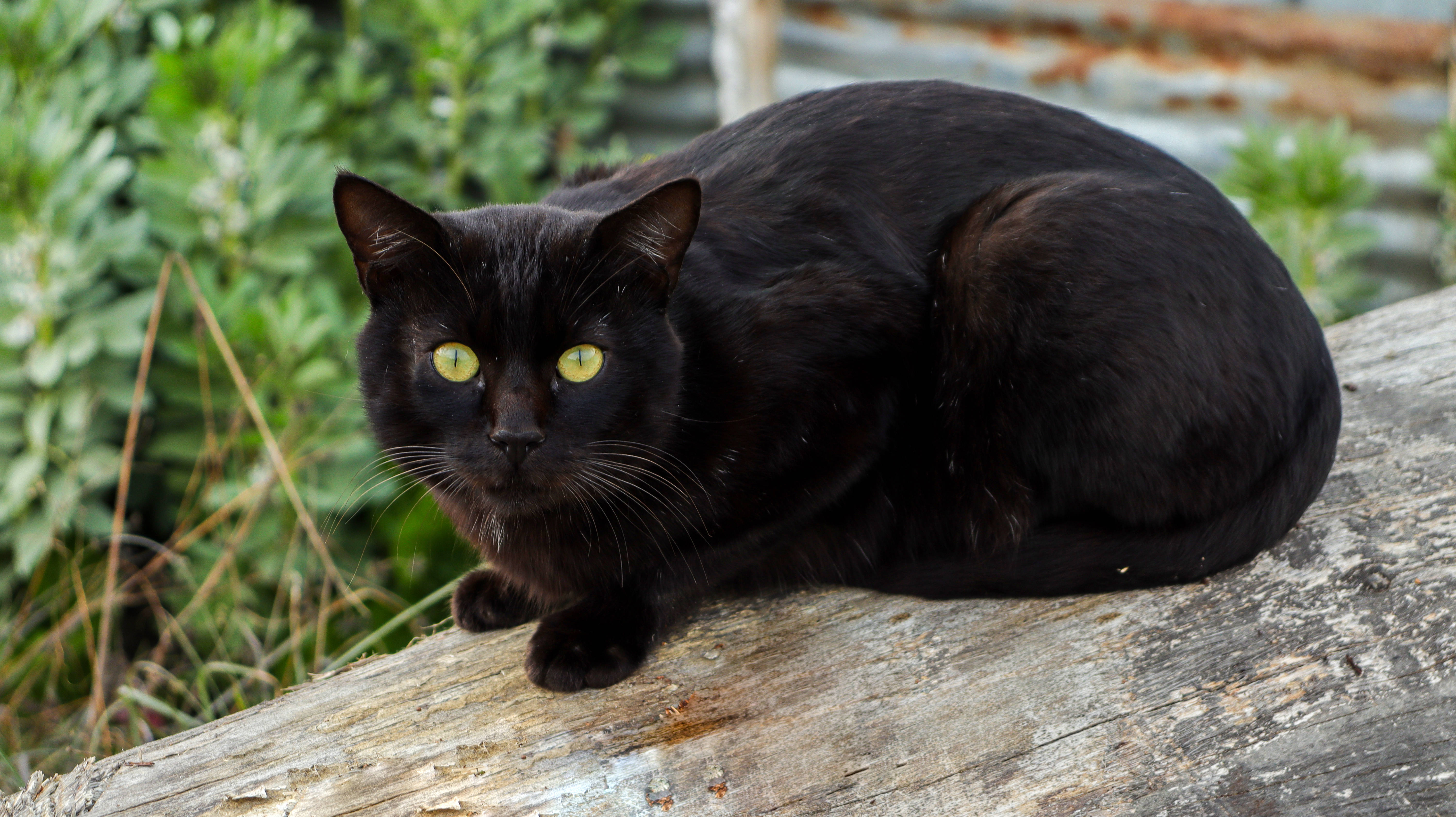 Swart Kat Op Houtstomp Muurpapier