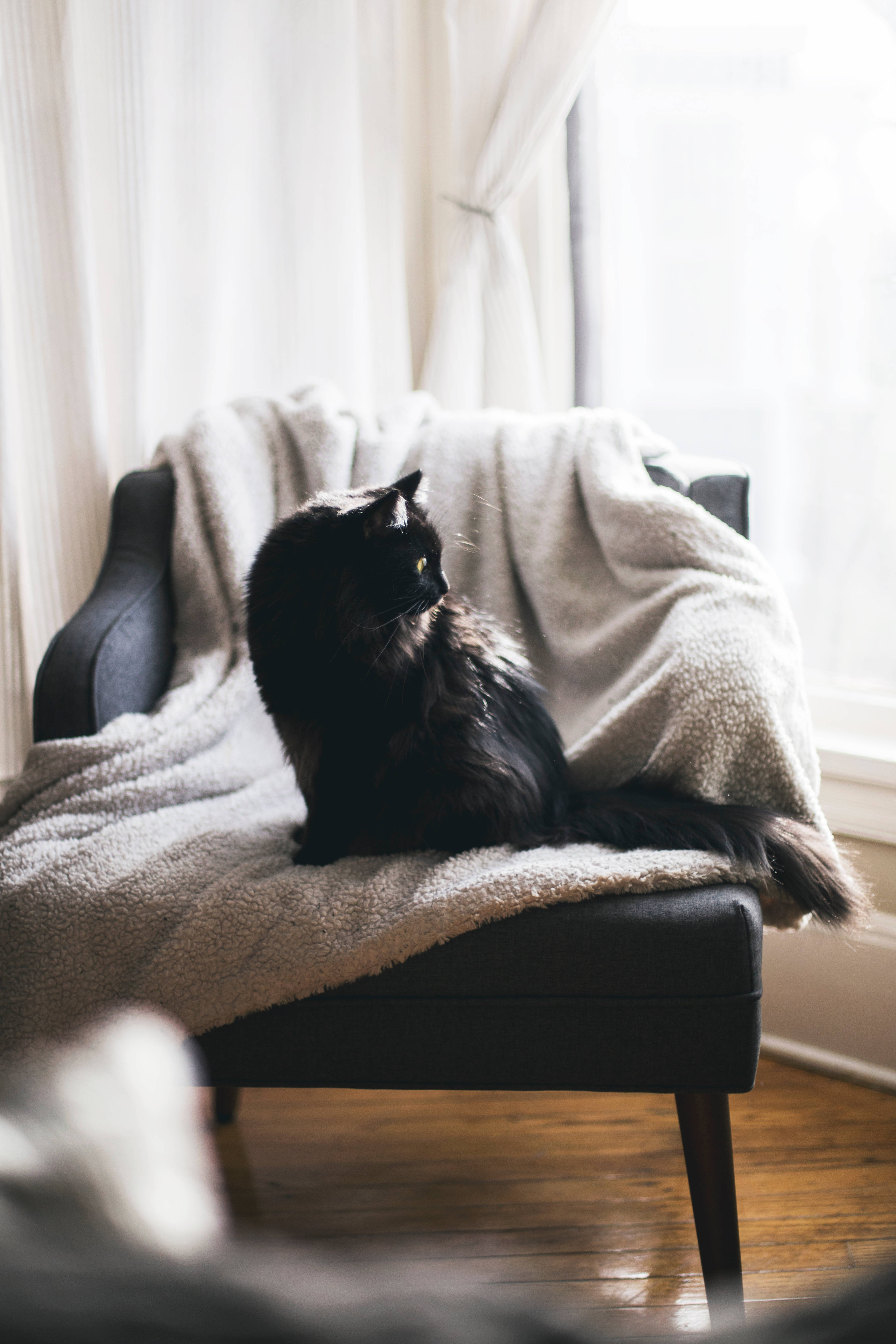 Swart Kat Op Kussingstoel Muurpapier