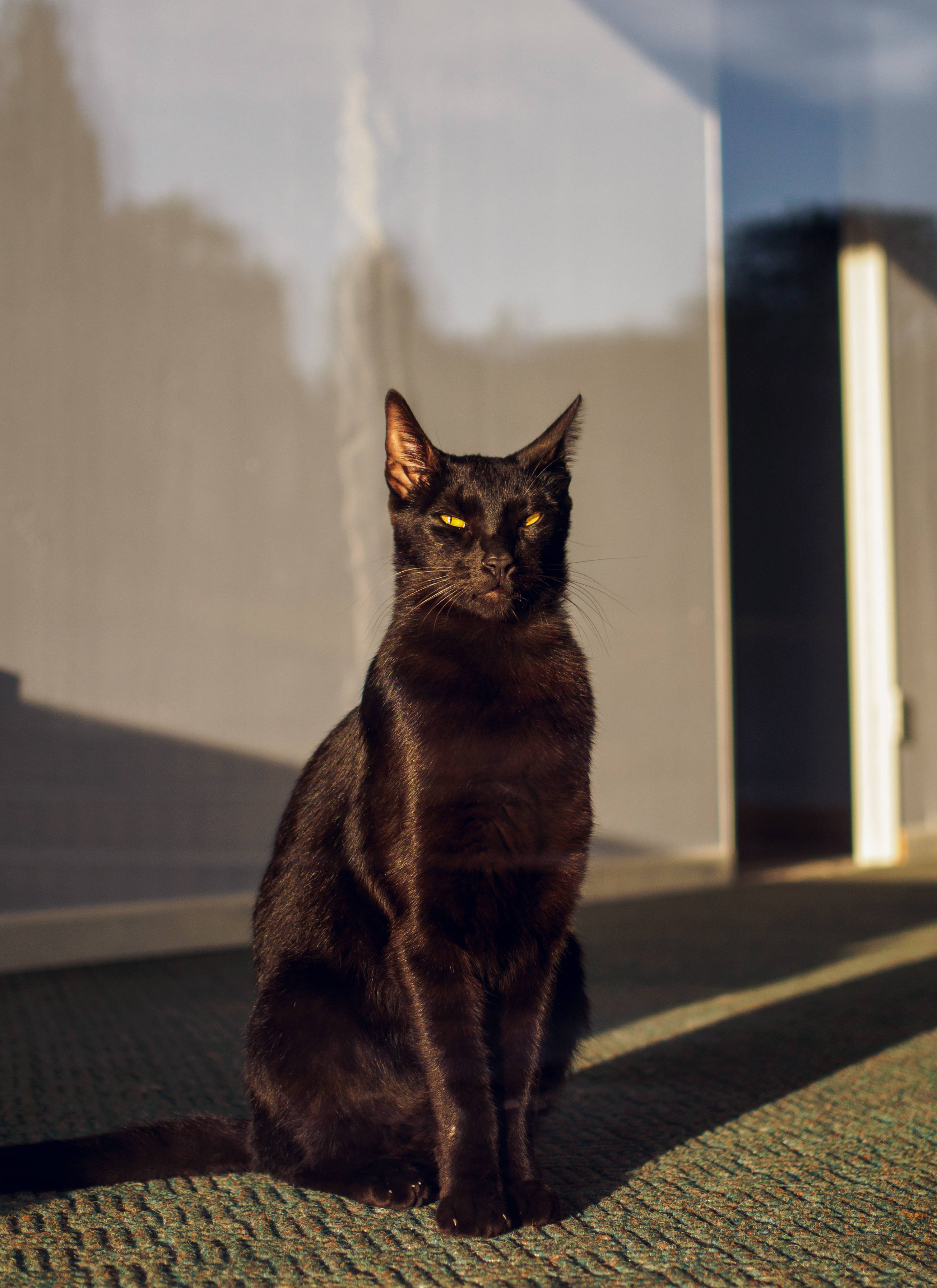 Swart Kat Soniestraalvenster Muurpapier