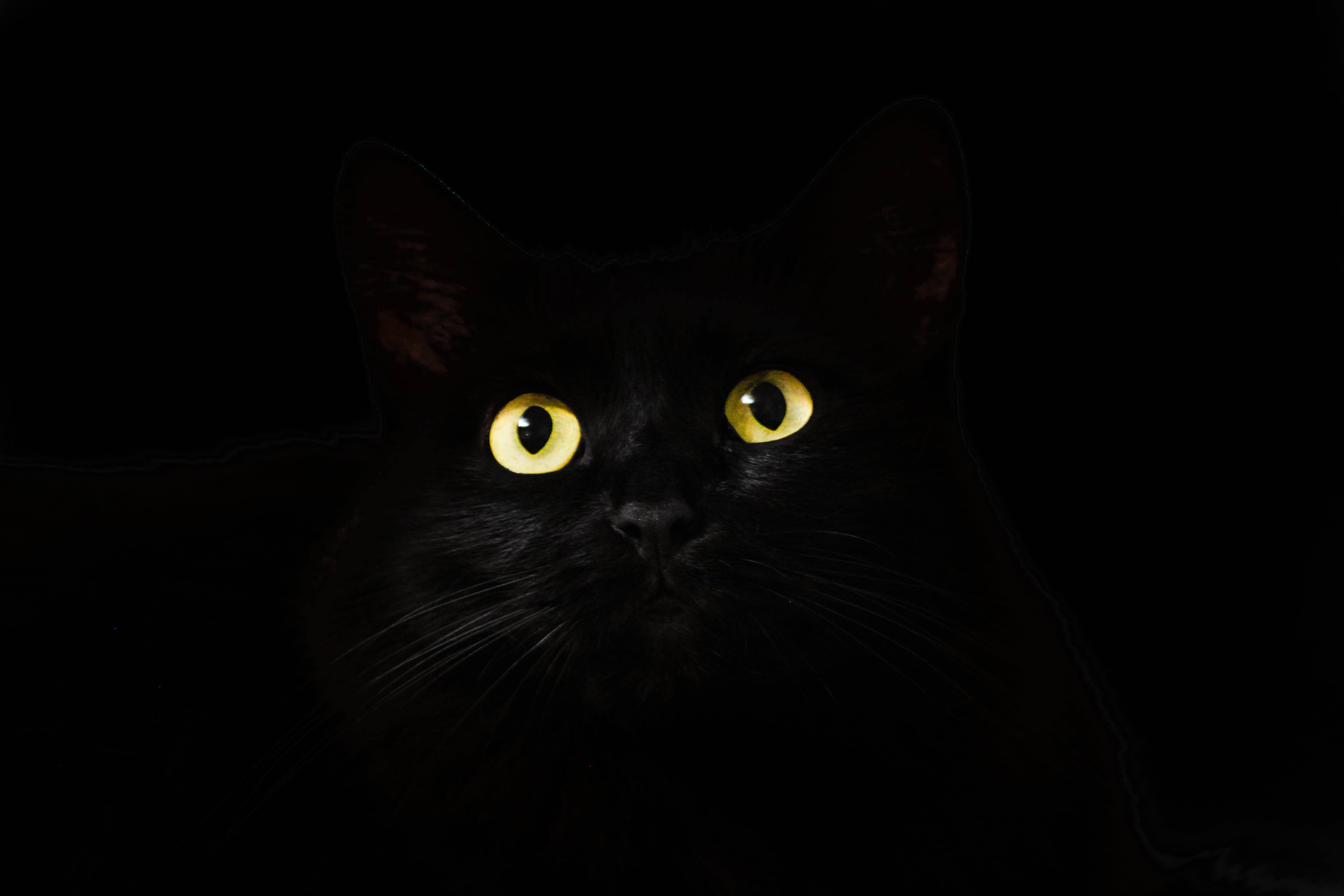 Swart Kat Swart en Wit PFP Muurpapier