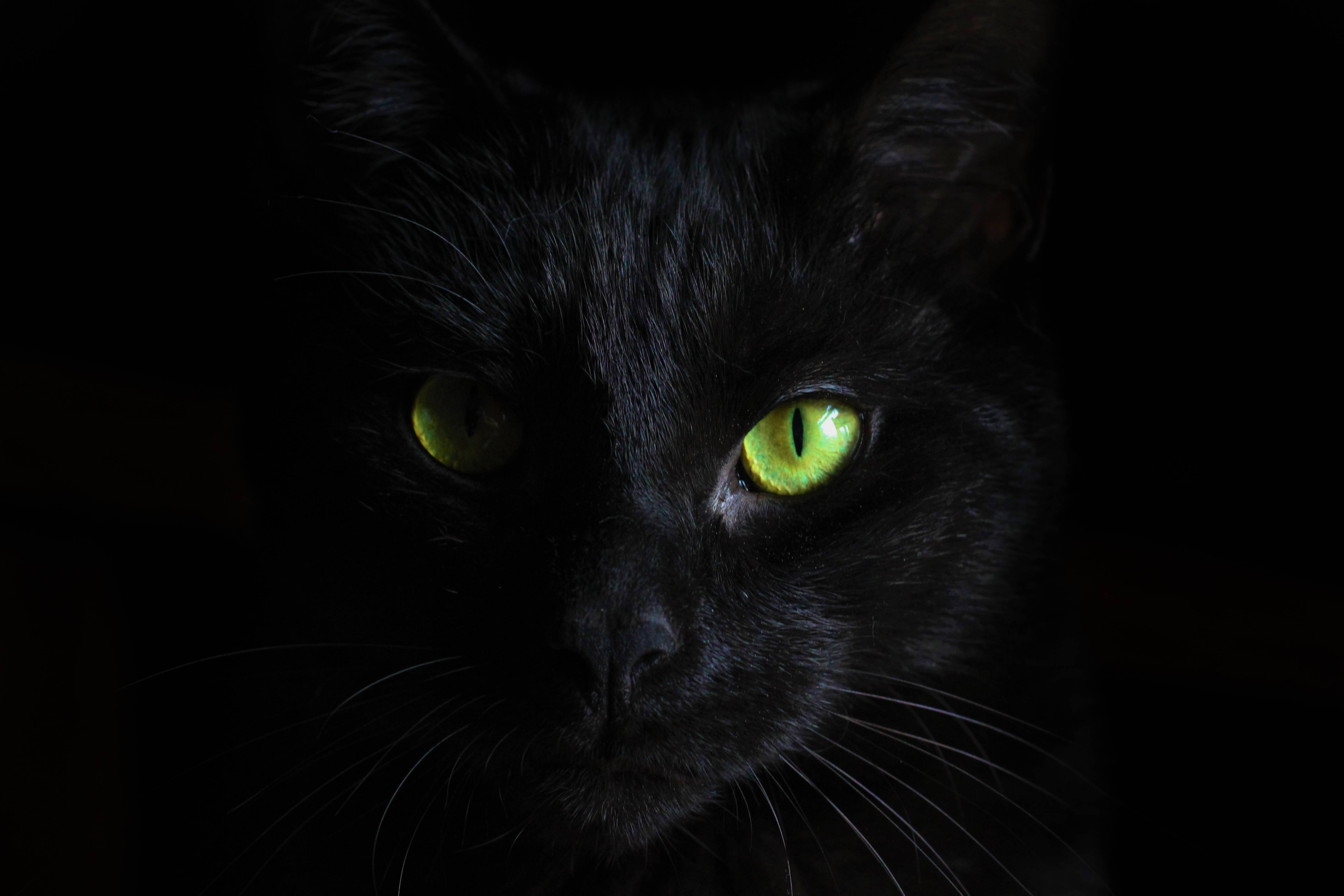 Swart Kat Swart Agtergrond Muurpapier