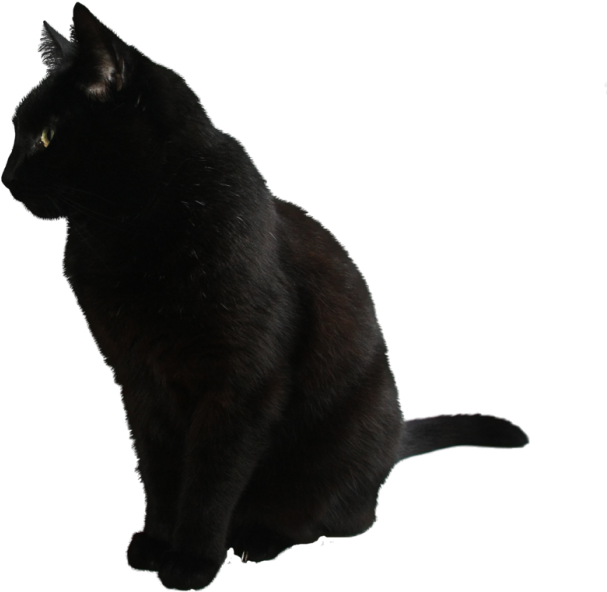 Swart Kat Syaansig Muurpapier
