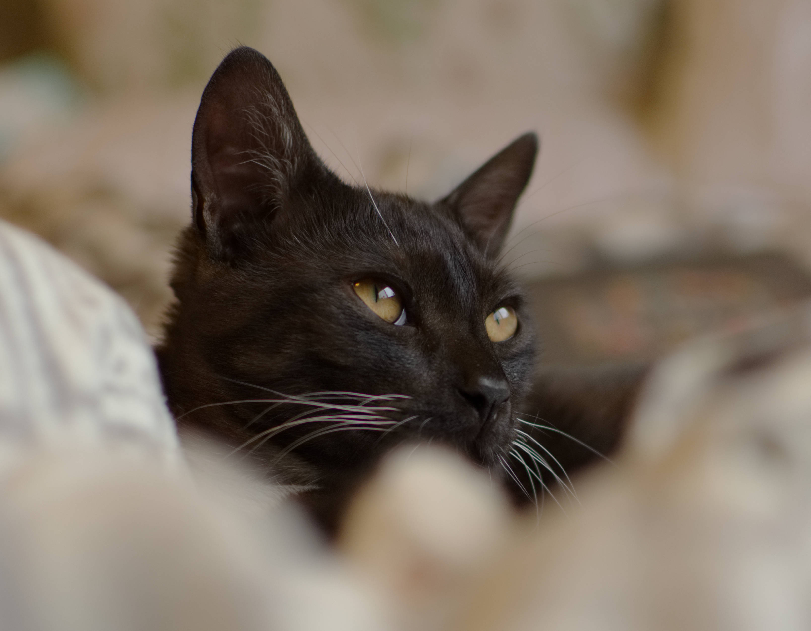 Swart Kat wat in die Verte Kyk Muurpapier