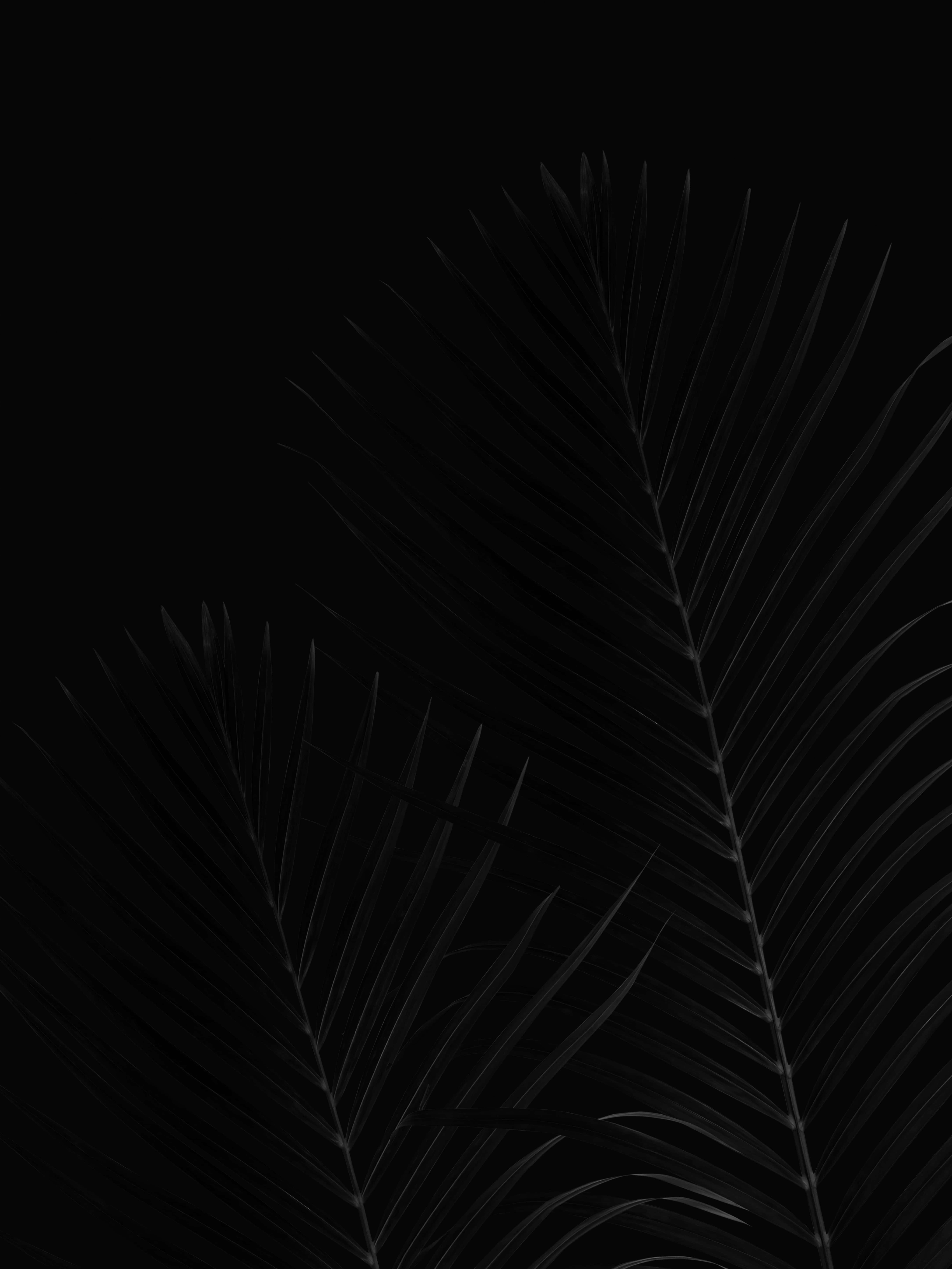 Swart Kokosneutblaar Pixel 3xl OLED Agtergrond Muurpapier