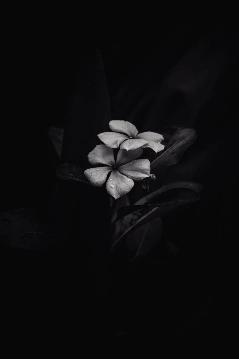 Swart-wit Frangipani iPhone Donker Muurpapier
