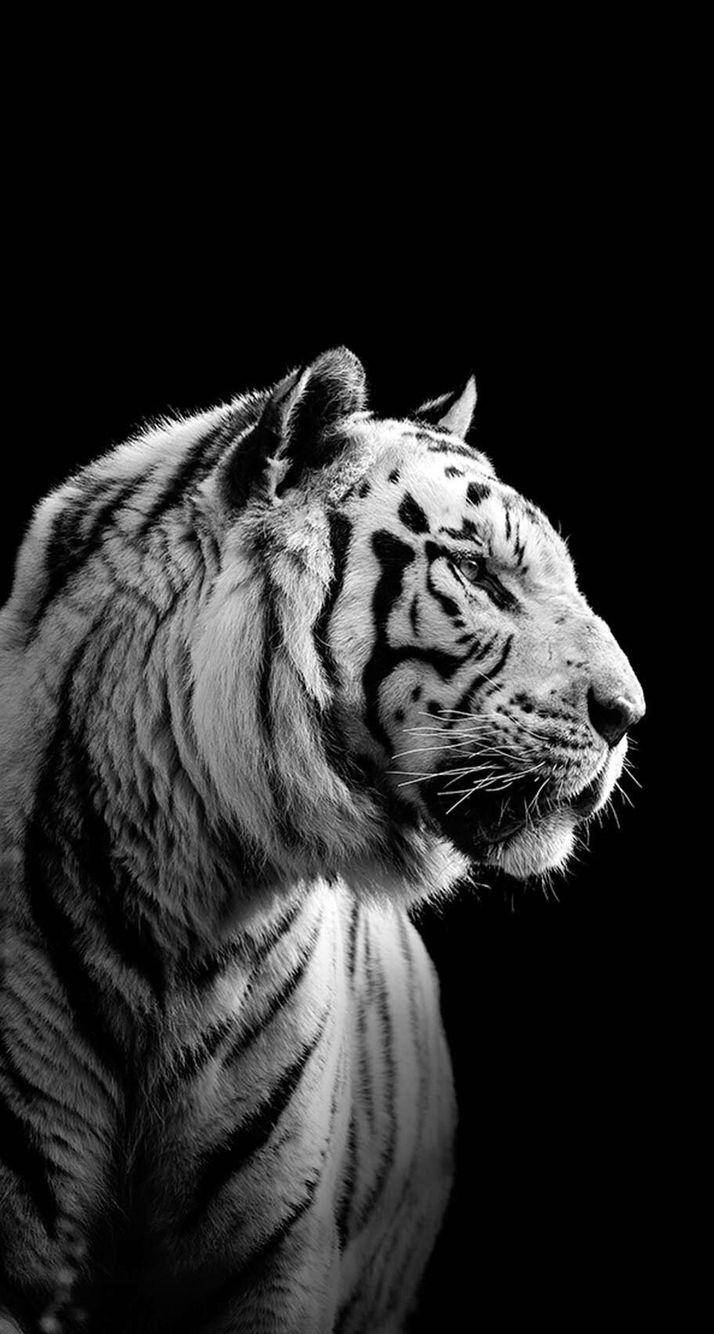 Swart-wit Harimau Muurpapier