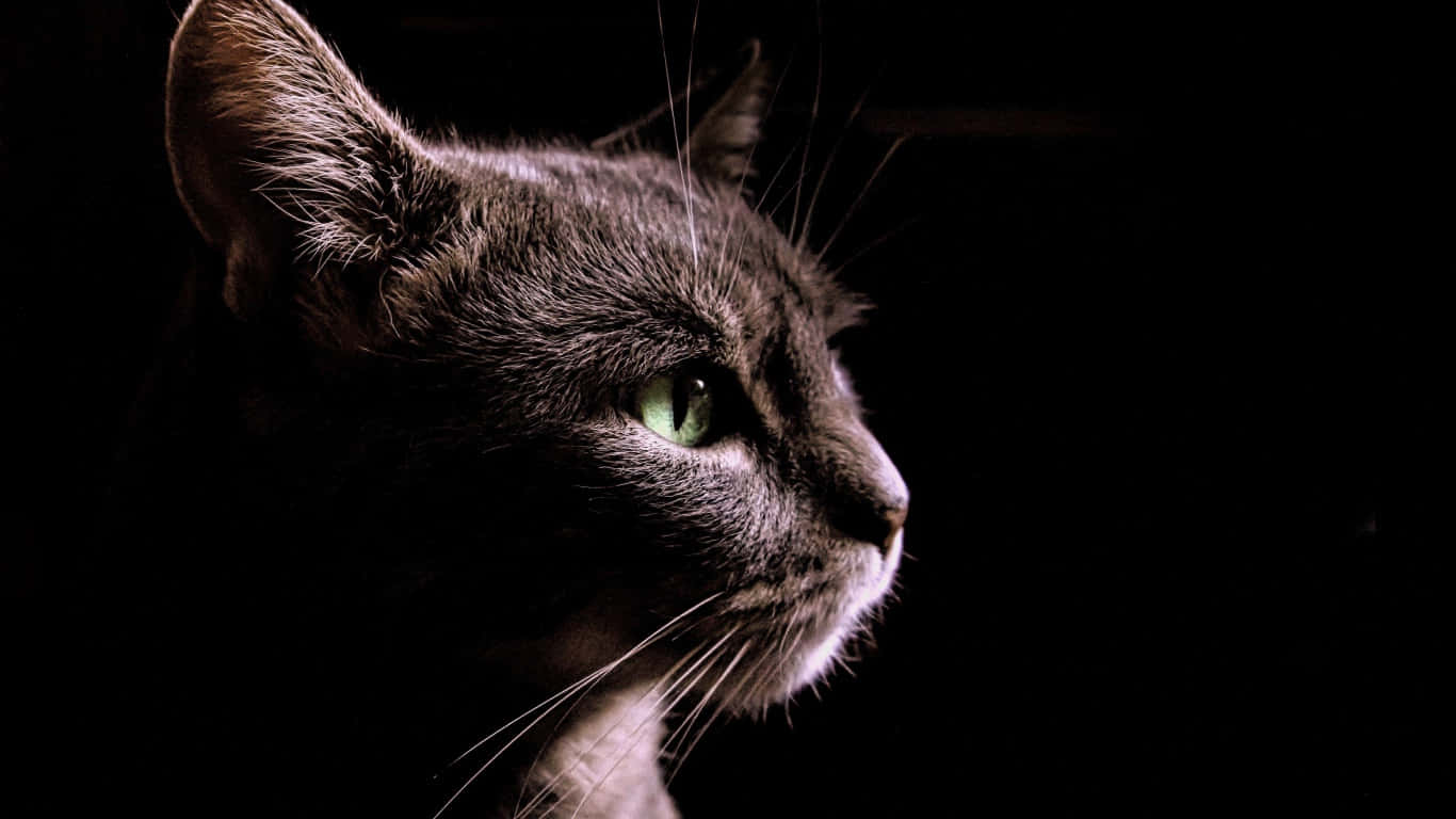 Sylhouet van 'n Mak Swart Kat Muurpapier