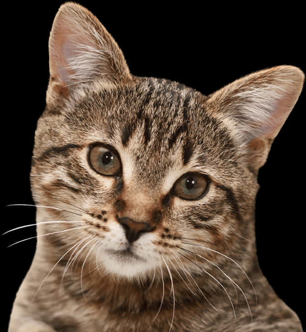 Tabby Kat Portret Swart Agtergrond Muurpapier