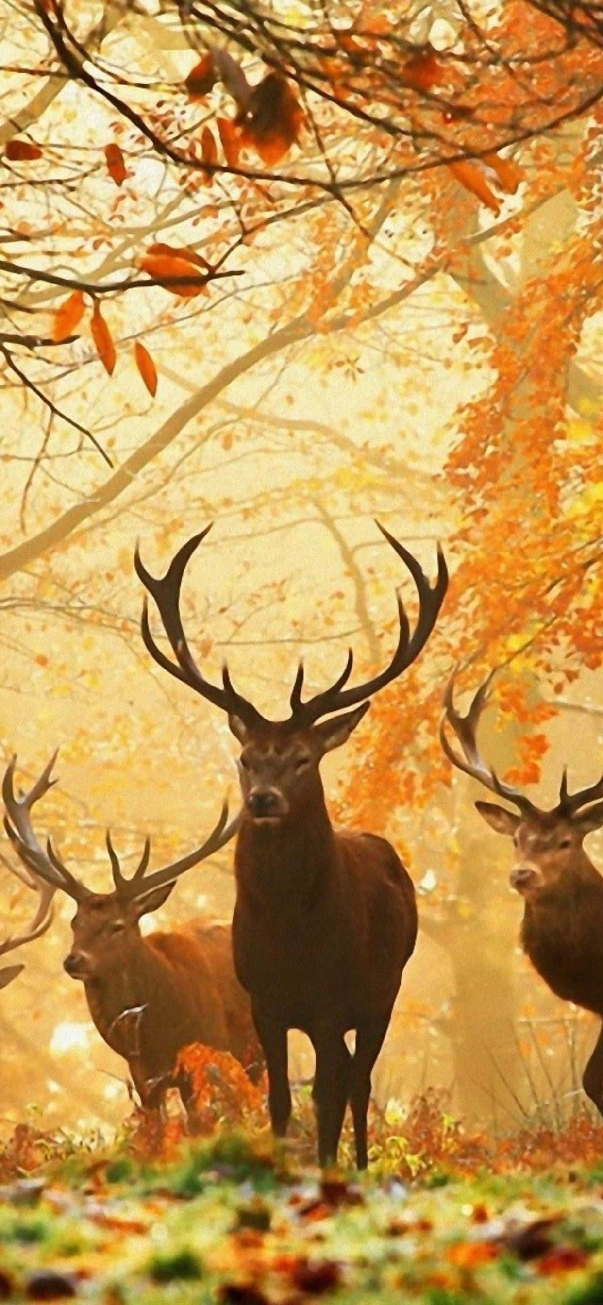 takbok in die bos met herfsblare Muurpapier