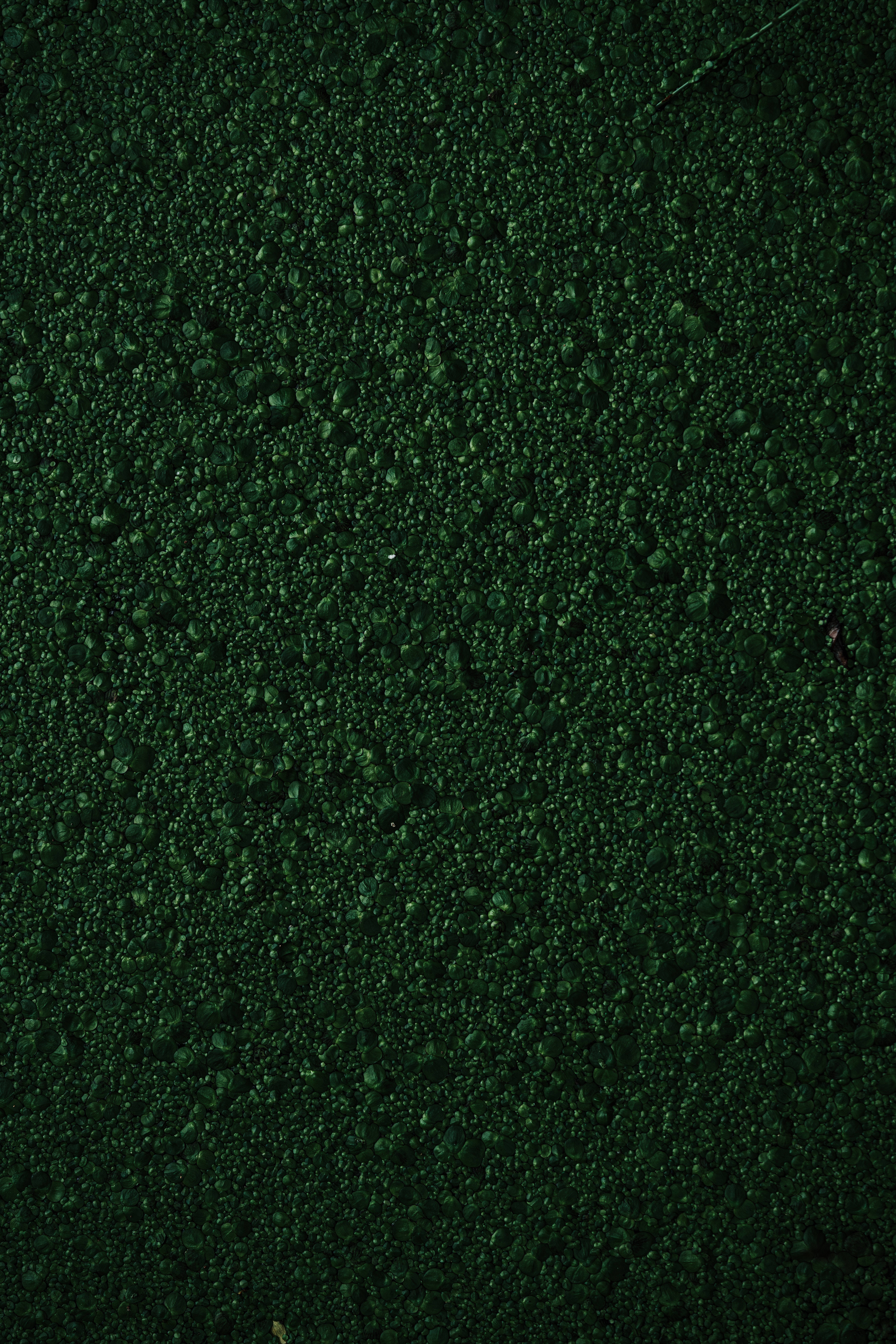 Tekstuur Groen Bultrige Mos Muurpapier