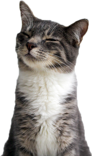 Tevrede Kat Glimlag Nabyfoto.PNG Muurpapier