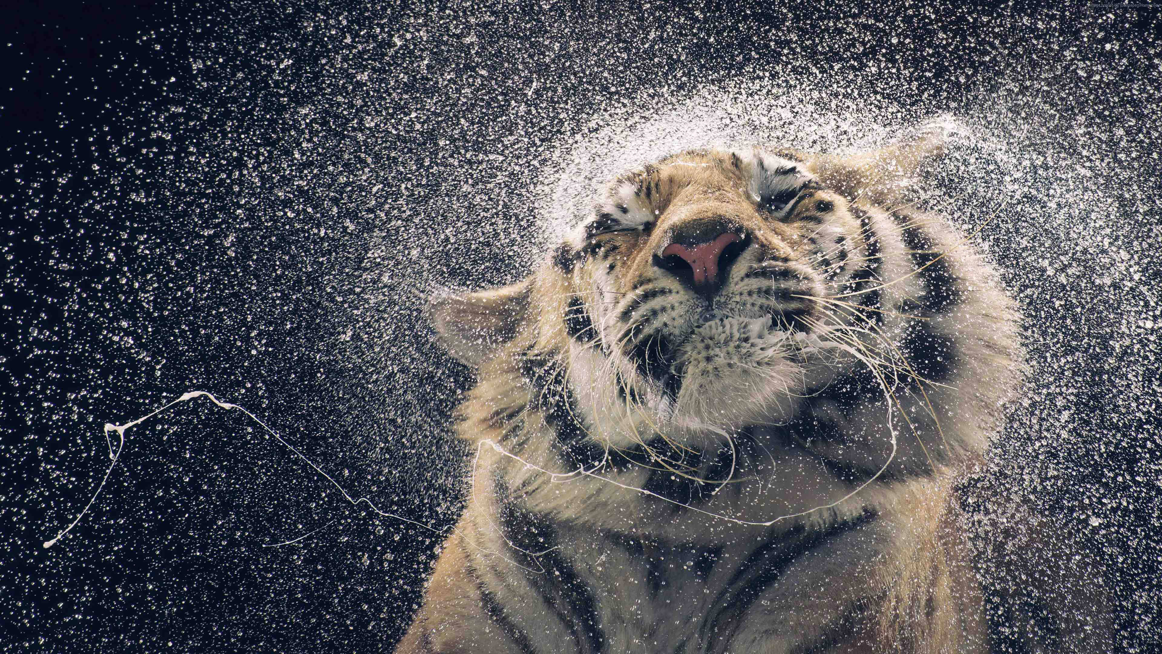 Tier wat water spat in HD Muurpapier