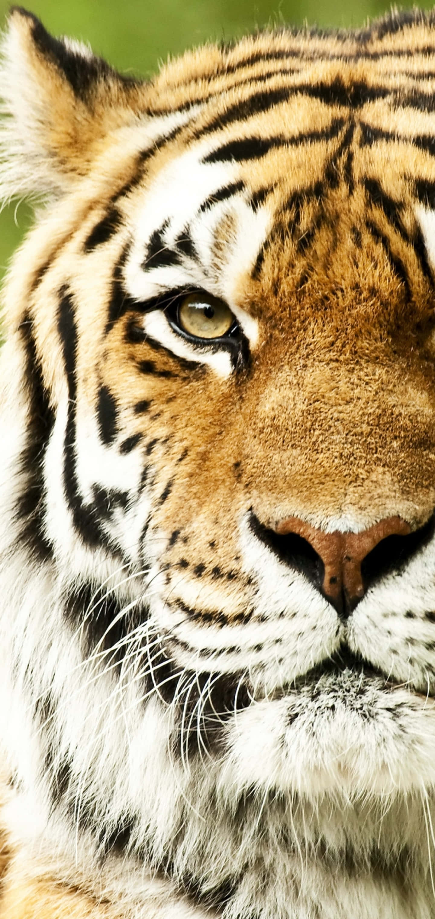 Tiger Gesig Linker Deel Muurpapier