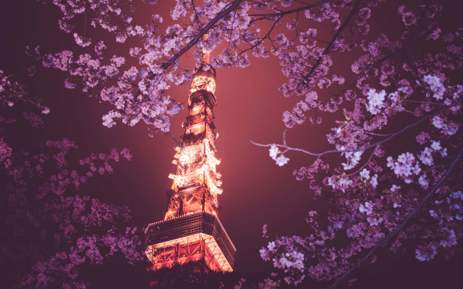 Tokio-agtergrond Tokio-toring oor Sakura-boom Muurpapier