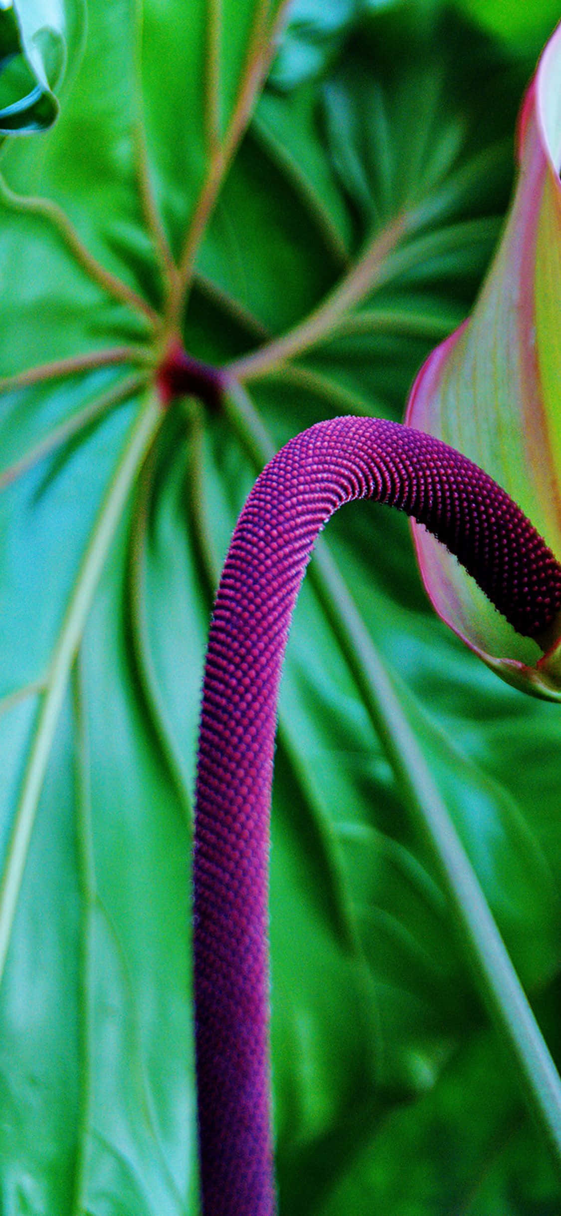 Tropiese Pers Chenile Plante Muurpapier