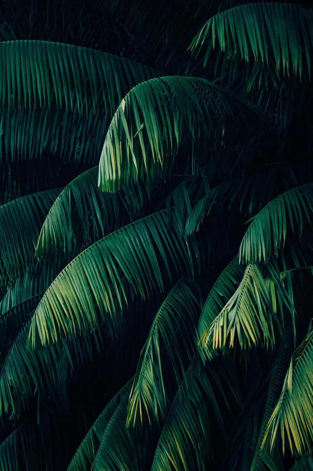 Tropiese Plante Klapperpalm Muurpapier