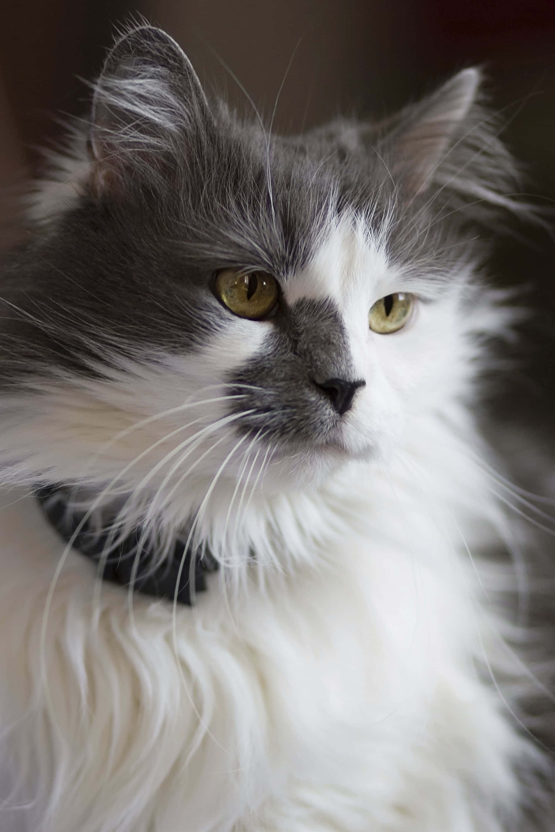 Turkse Angora Kat Ontspan op 'n Bank Muurpapier