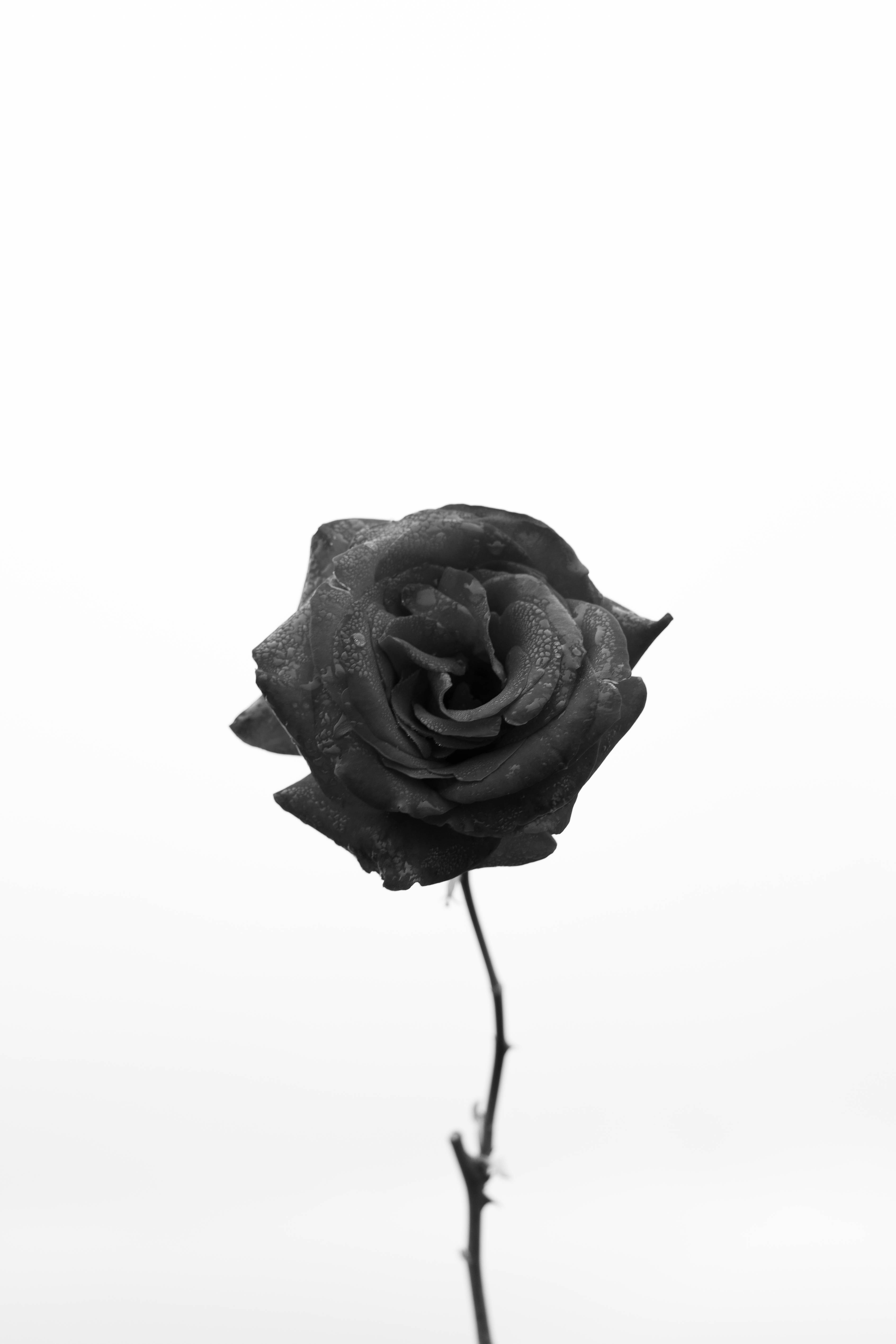 Turkse Endemiese Swart Roos iPhone Muurpapier