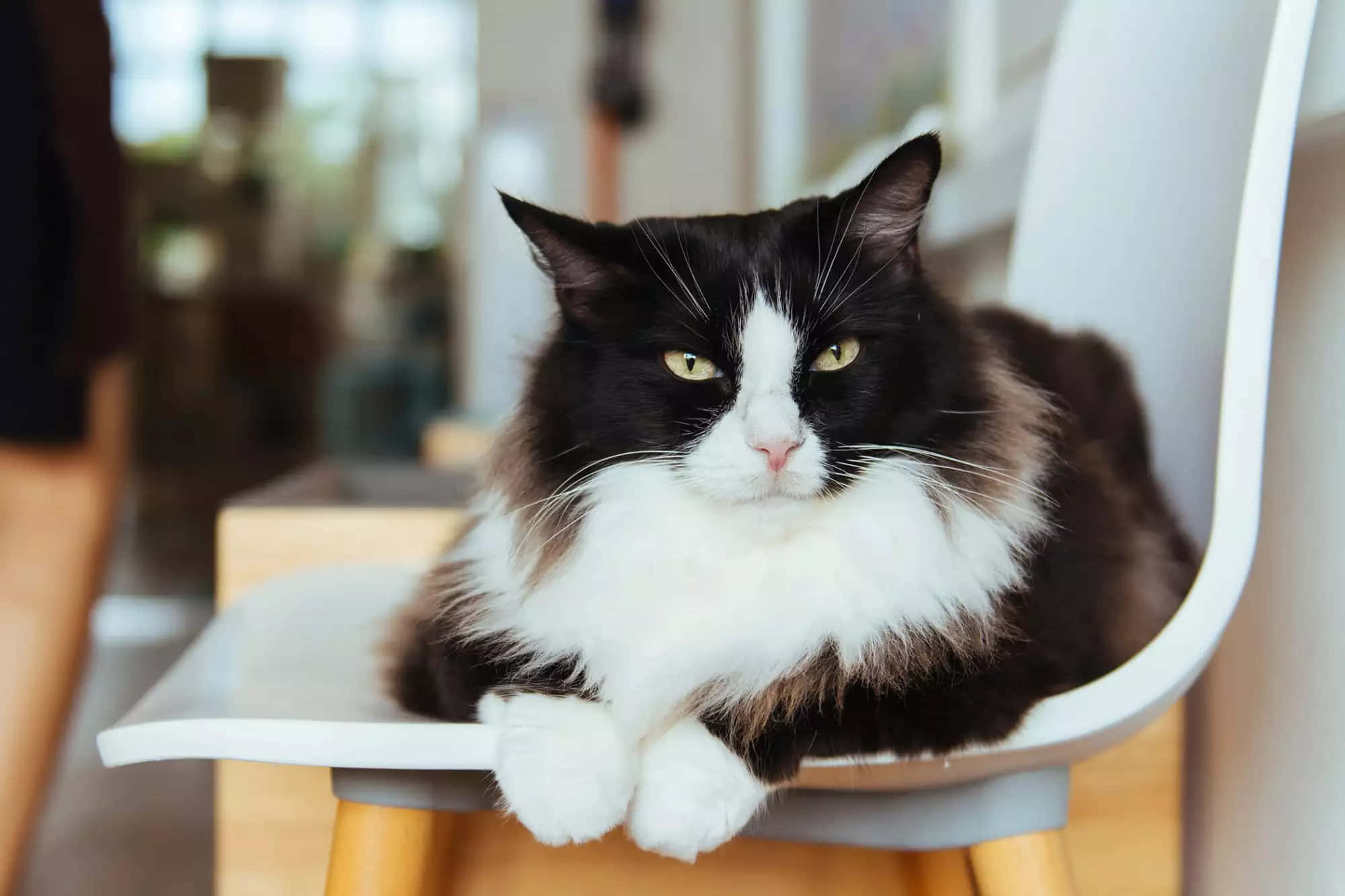 Tuxedo-kat Langhaar Geïrriteerde Stare Foto Muurpapier