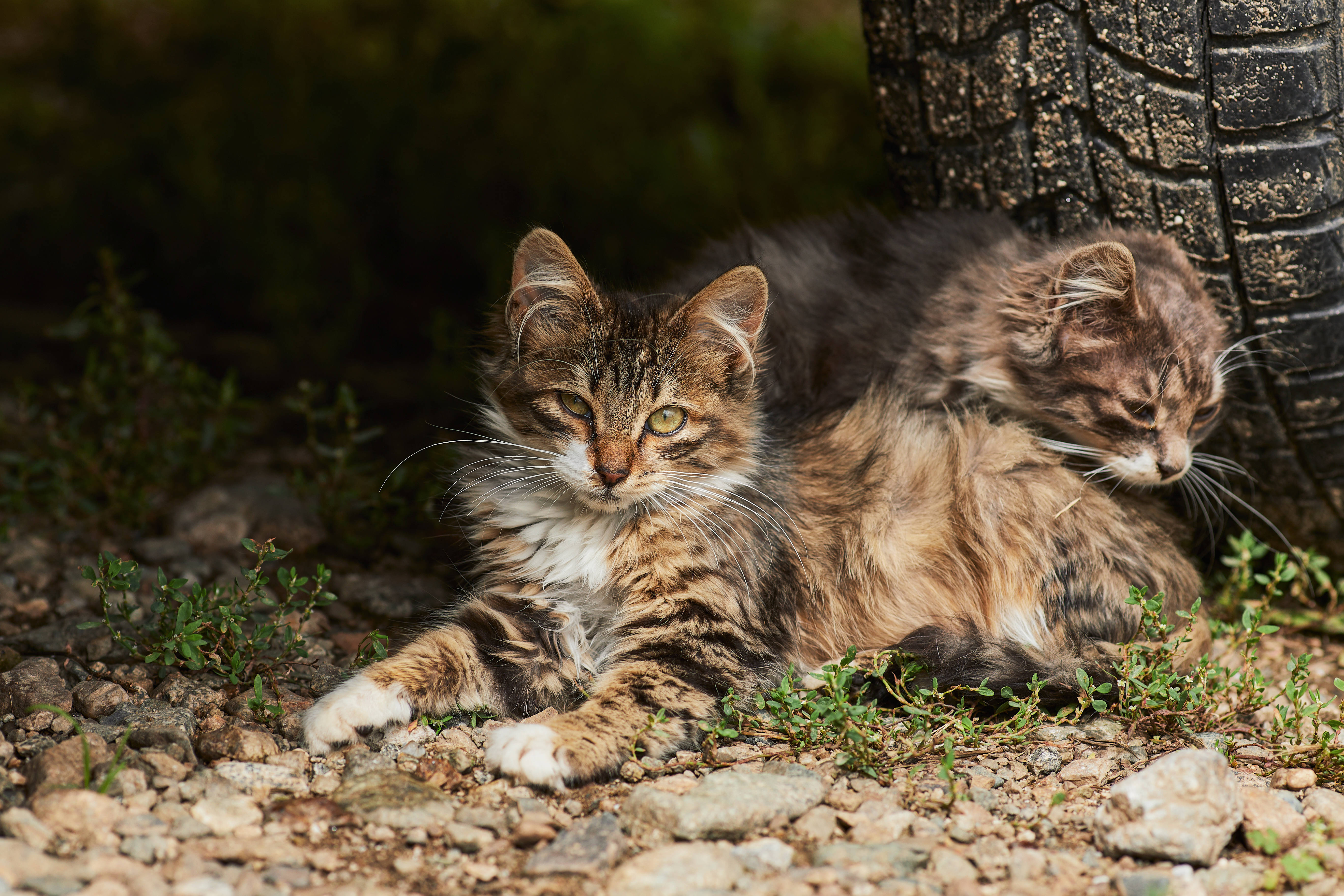 Twee Estetiese Katte in 'n Band Muurpapier