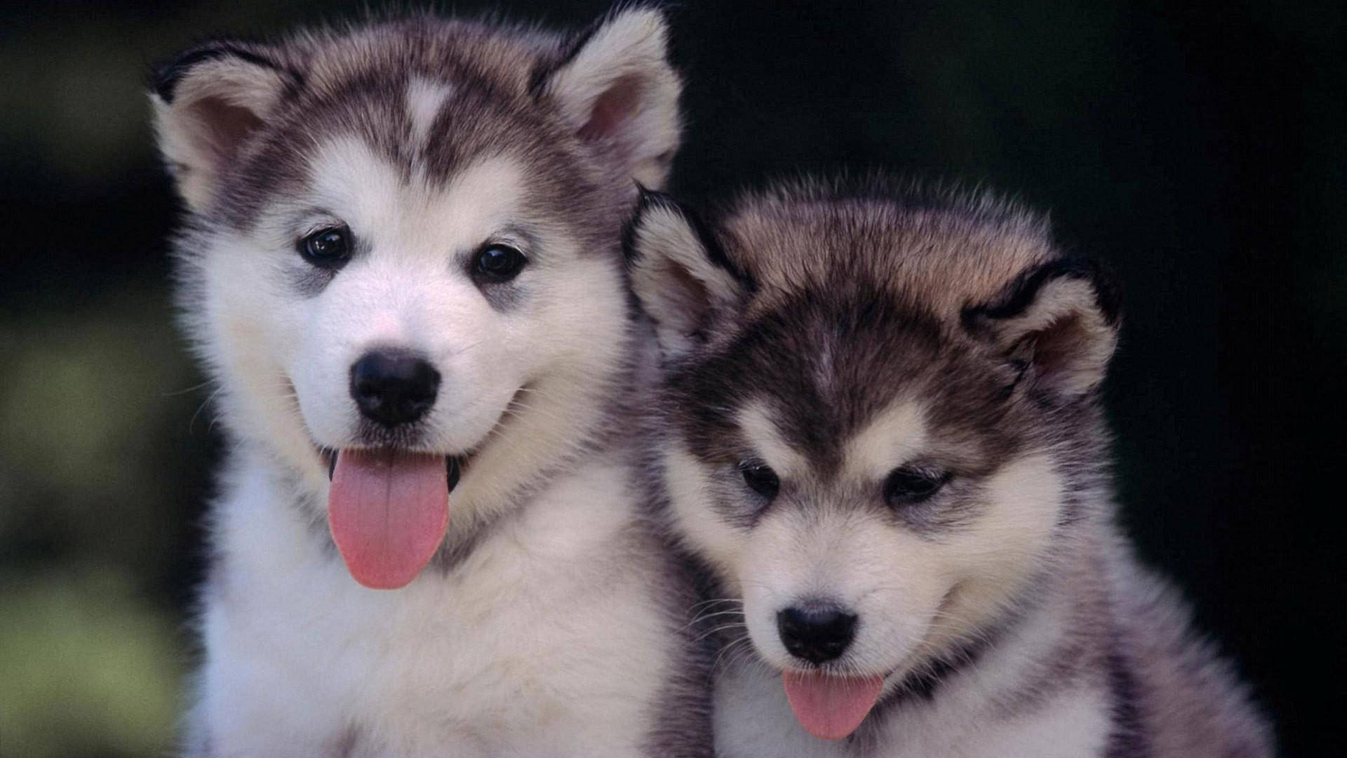 Twee Husky Hondjies Tong Uit Muurpapier