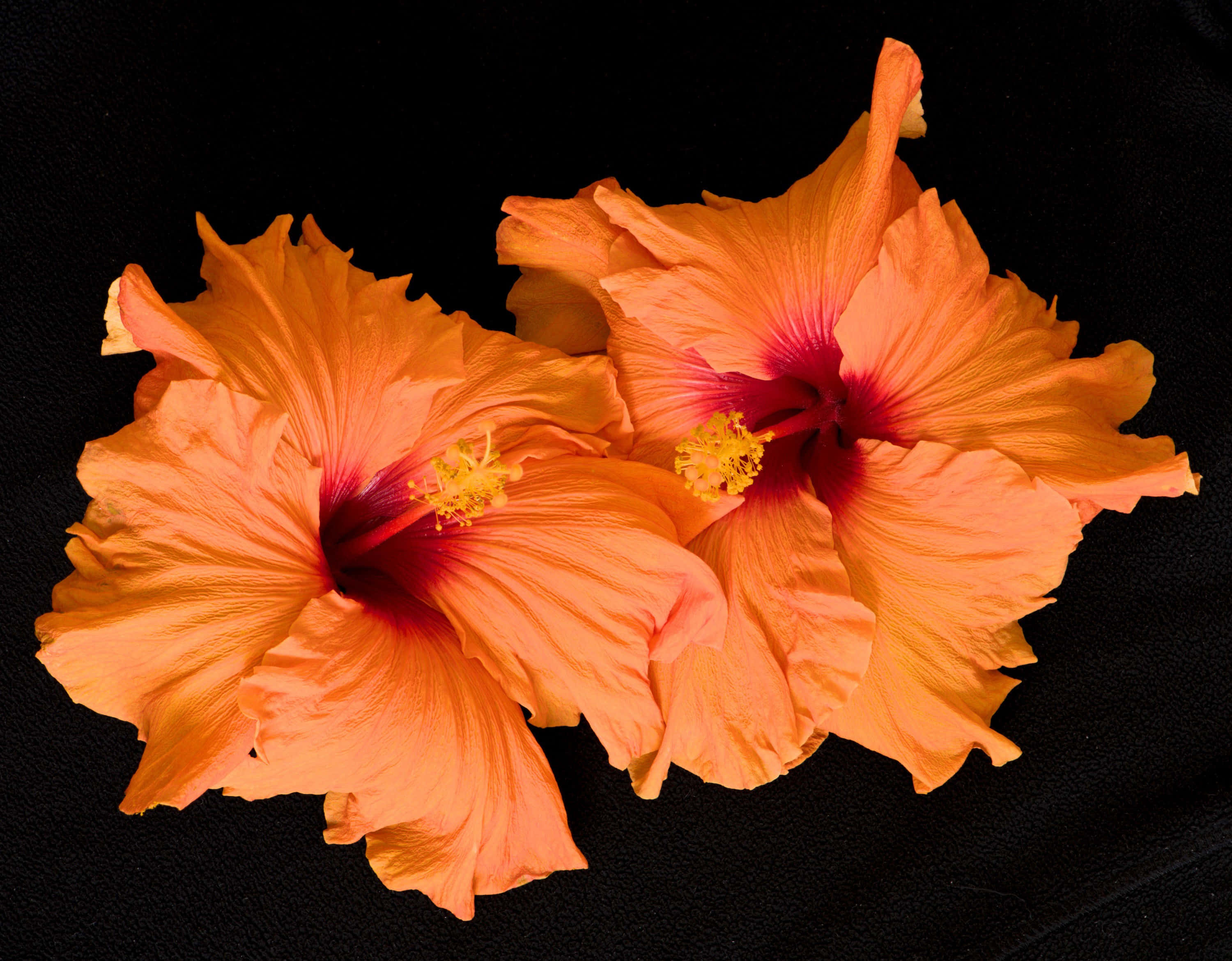 Twee Oranje Hibiskusblomme Muurpapier