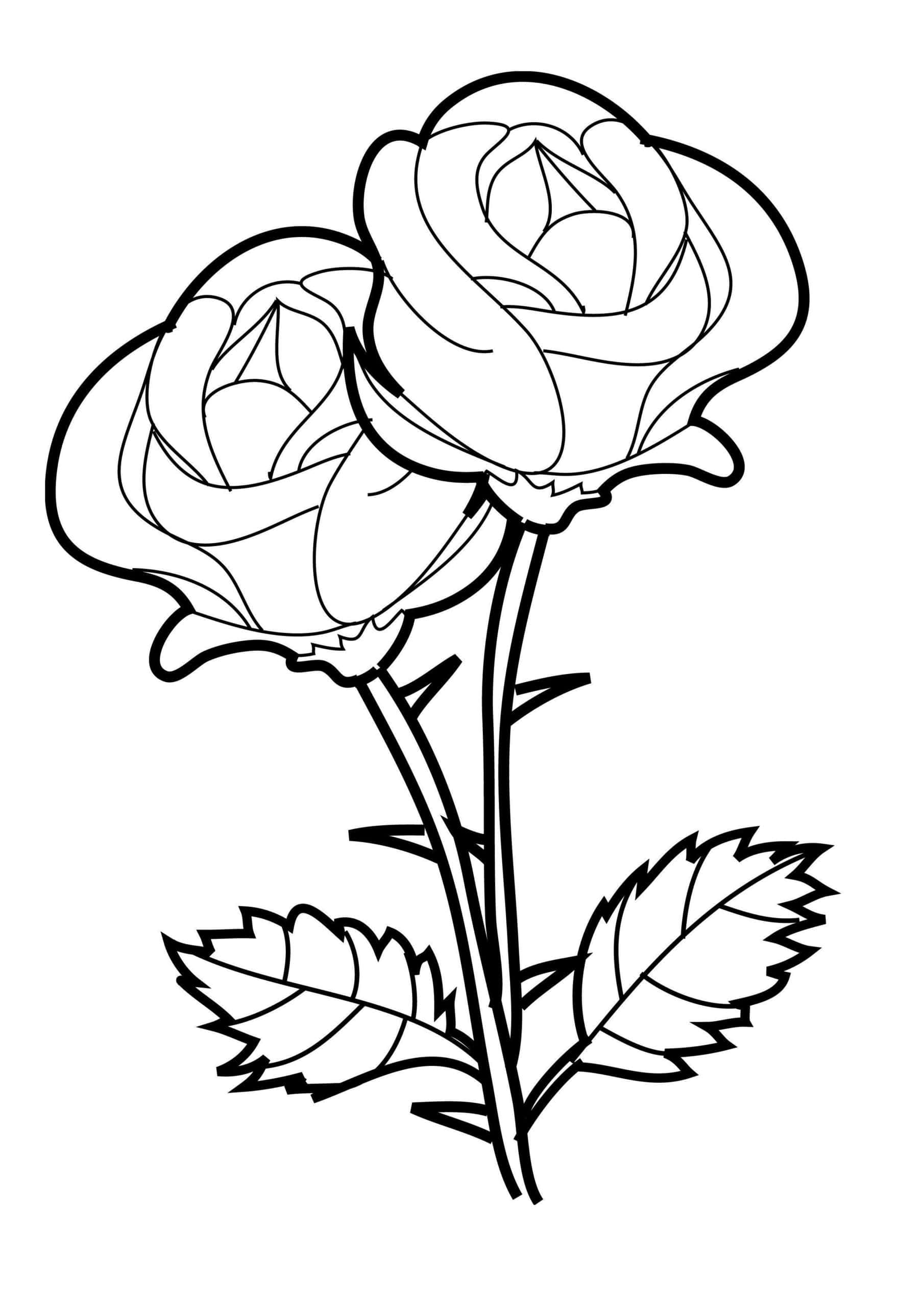 twee rose kleurprente Muurpapier