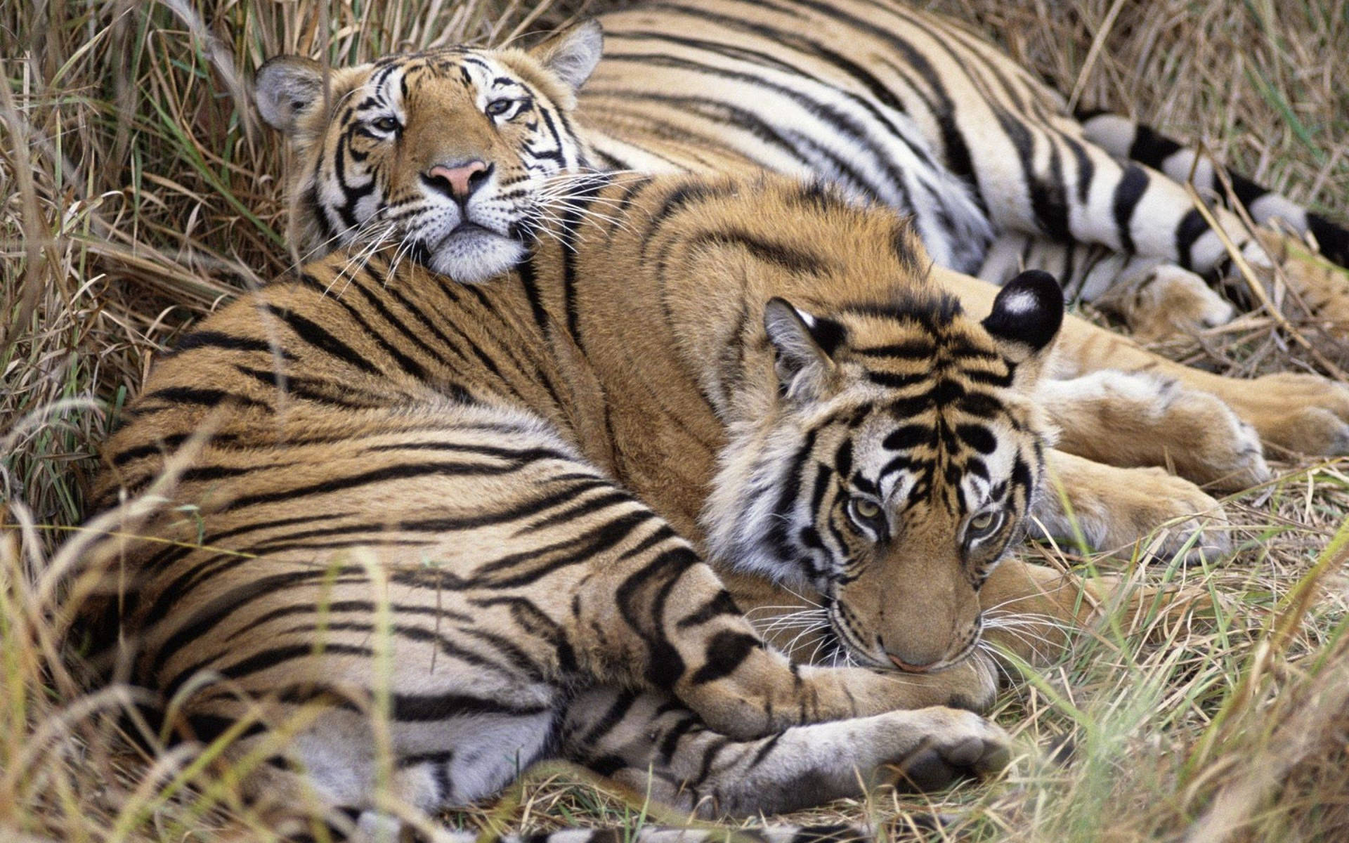 Twee tiere wat op droë gras agtergrond lê