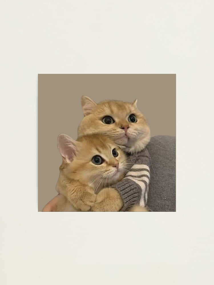 Tweeling Kat Harmony - Passende Kat Profielfoto Muurpapier