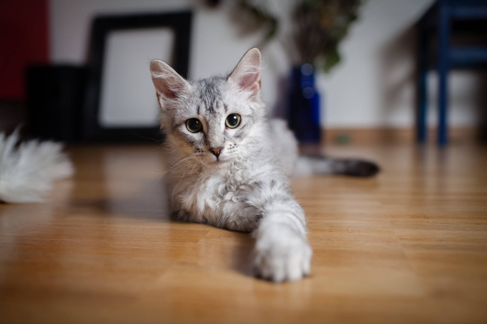 Grys kat met groen oë en donsige pels op die vloer wat sy pote na jou uitsteek. Oulike diere.