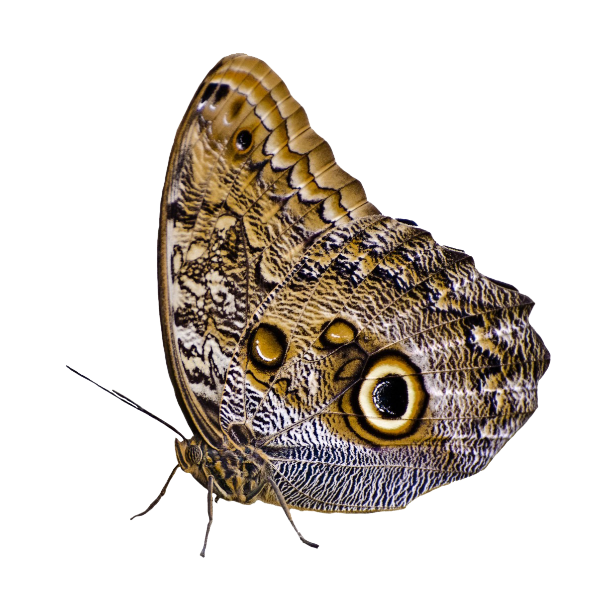 Uil-oog Skoenlapper Kamoeflering Muurpapier