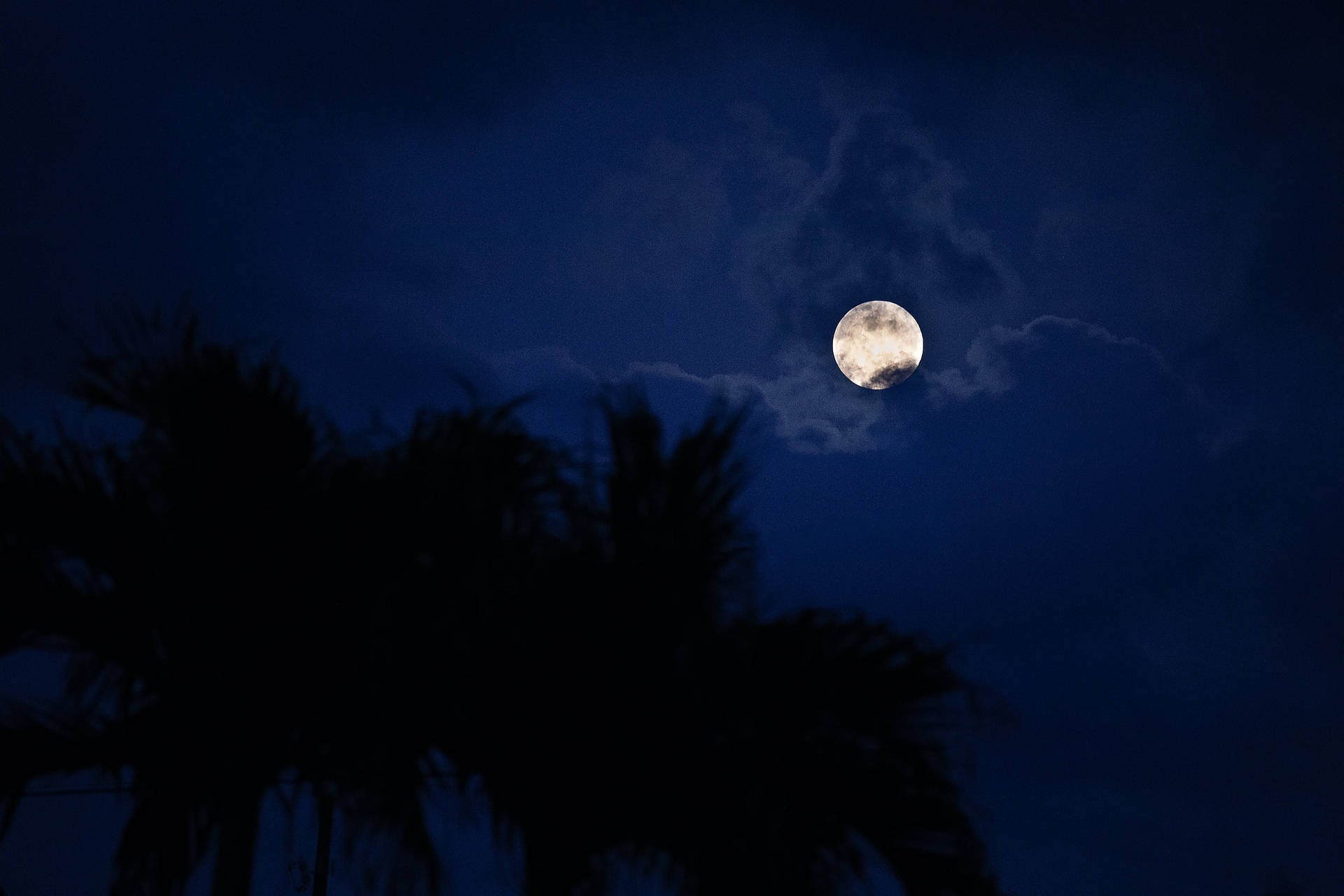 Maan wat helder skyn op 'n eiland met palmbome. Volmaan op blou donker middernaghemel.