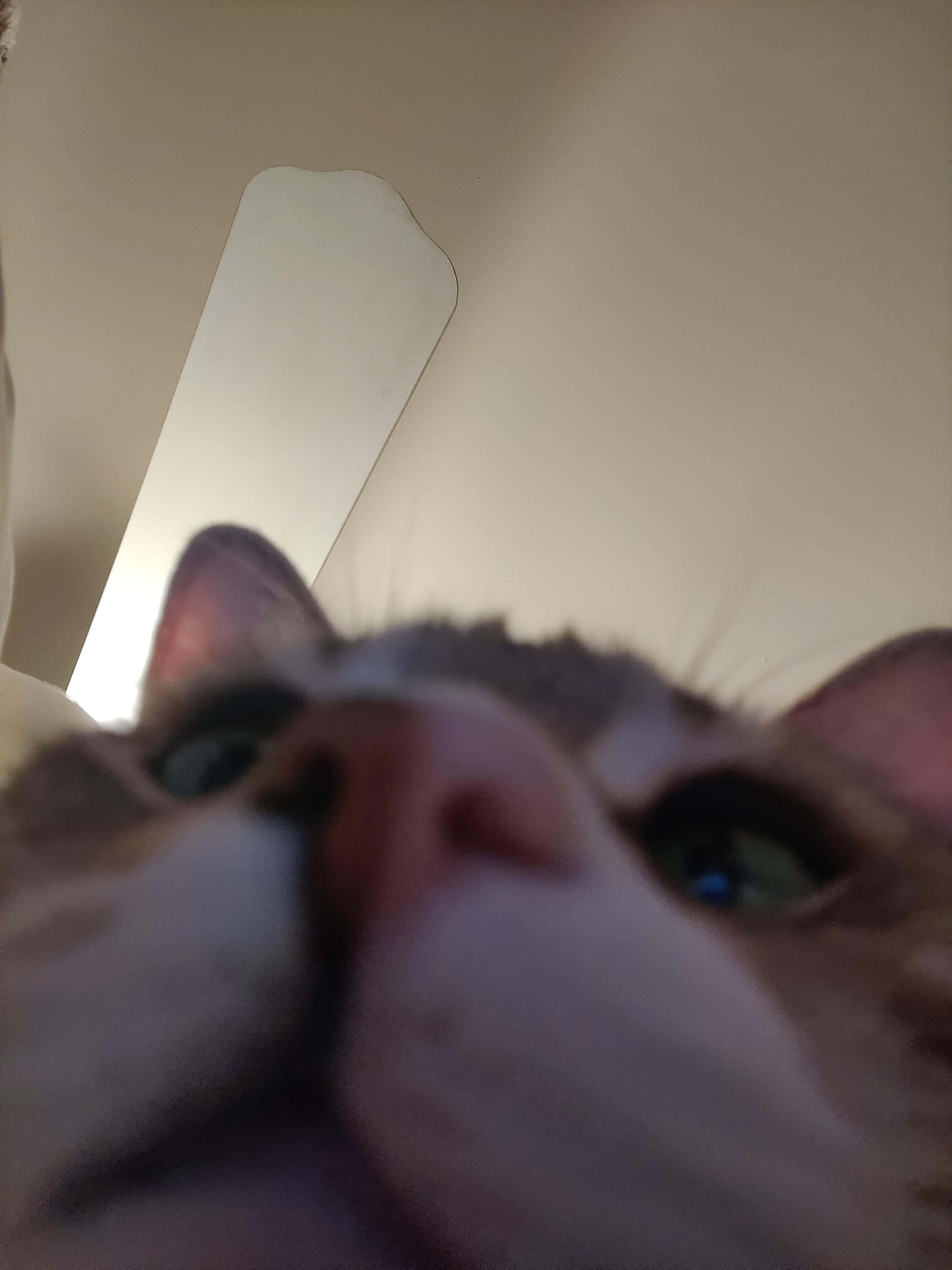 Uitvergrote Neus Oulike Kat PFP Muurpapier