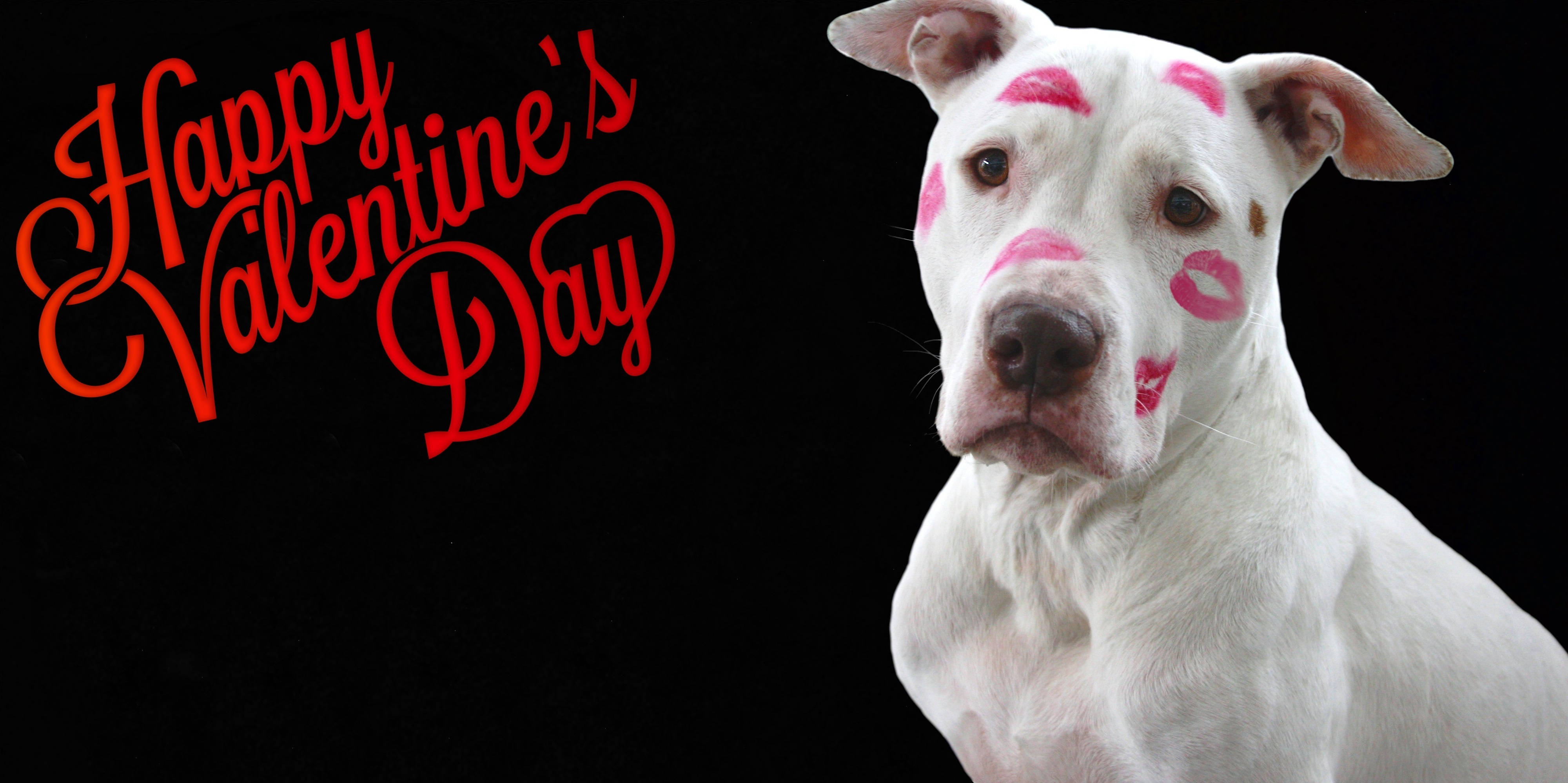 Valentynsdag Snaakse Hond Muurpapier