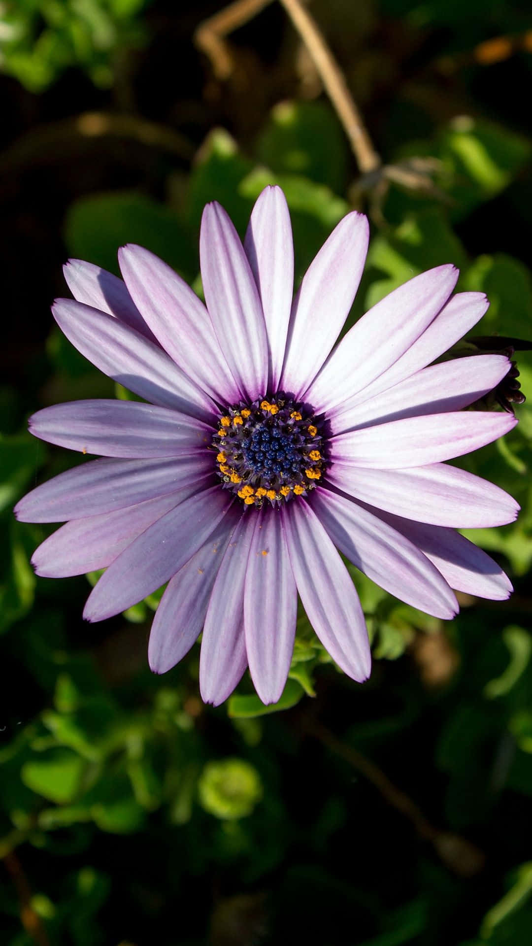Vang die skoonheid van die wêreld vas met die Flower iPhone Muurpapier