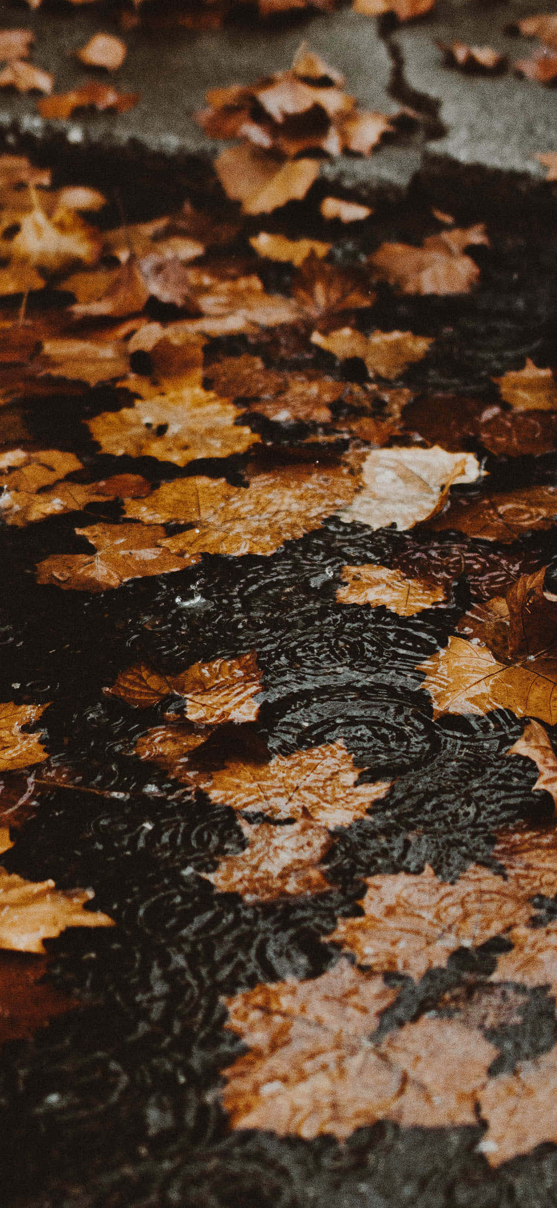 Vang pragtige foto's met die nuwe Herfs-iPhone Muurpapier
