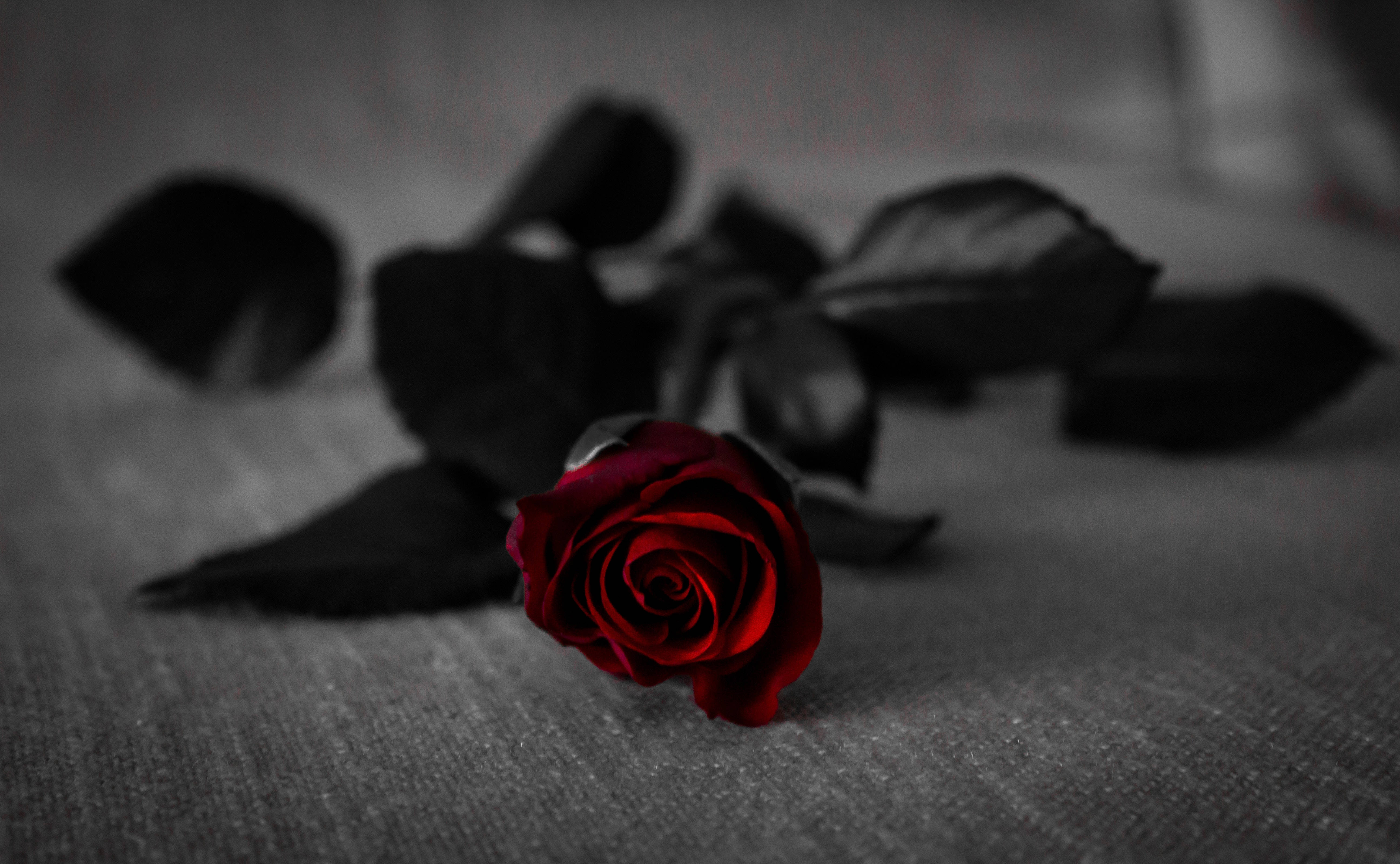 Vars Donkerrooi Roos Muurpapier