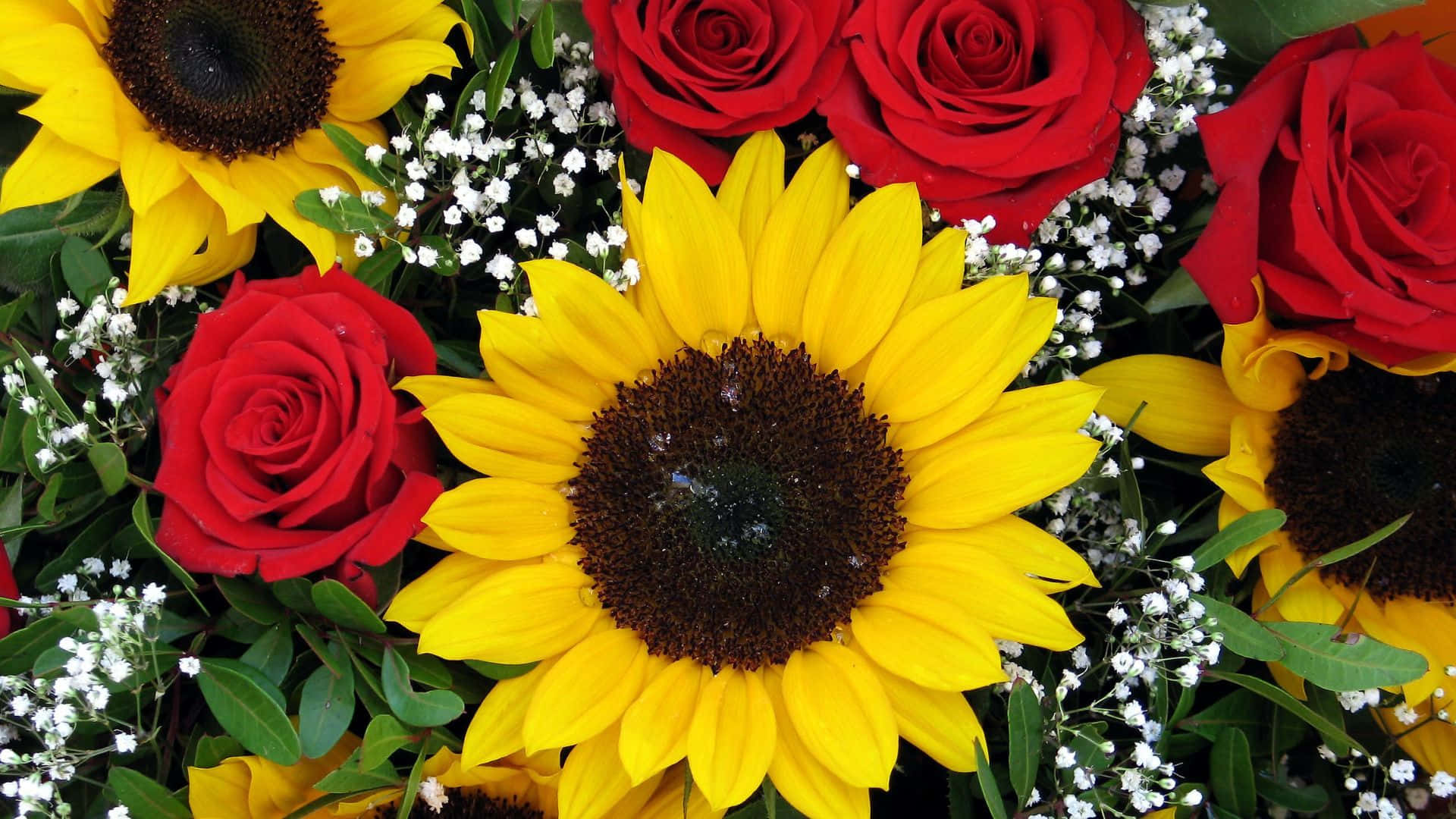 Vars Sambreblomme en Rose uit die Tuin Muurpapier