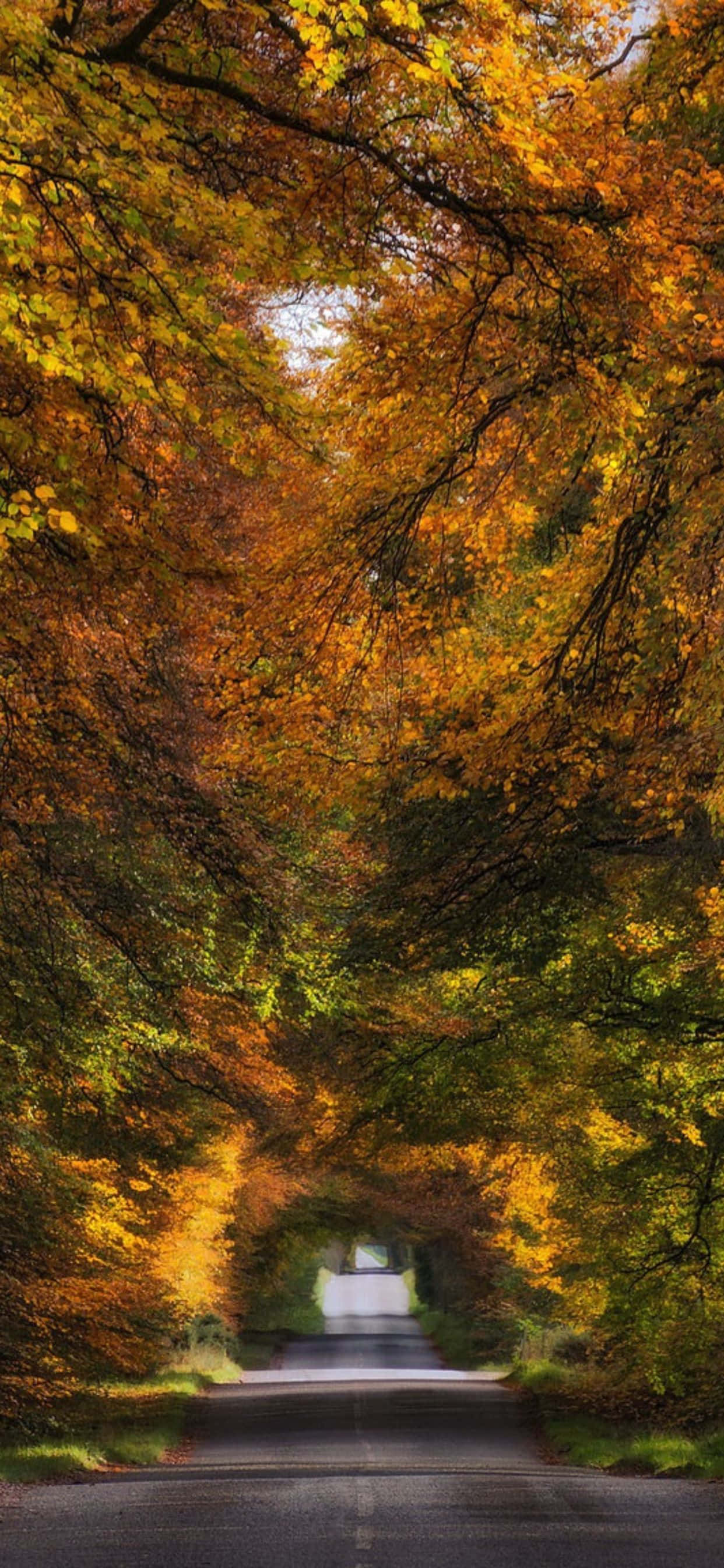 Vang die skoonheid van die herfs vas met die nuutste iPhone Xs Max Muurpapier