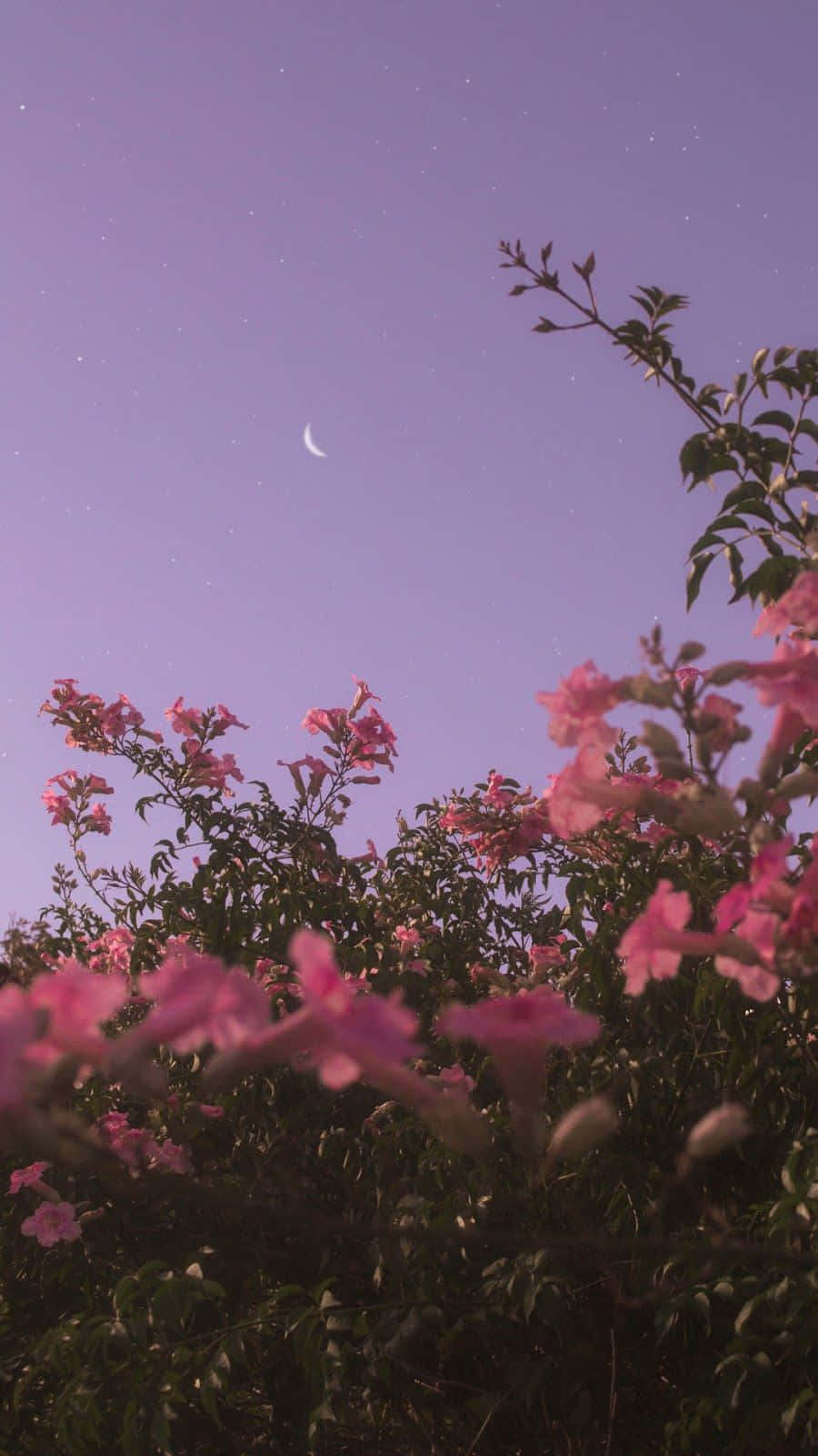 Vas lê skoonheid met hierdie fyn blomblare Muurpapier