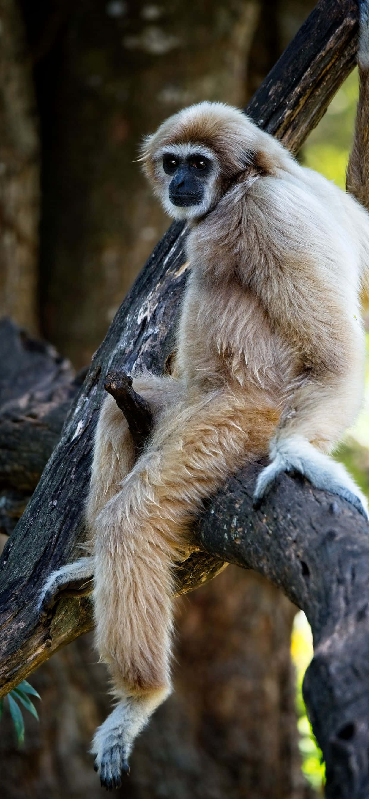 Vasvang 'n Oomblik met iPhone Xs Max Gibbon! Muurpapier