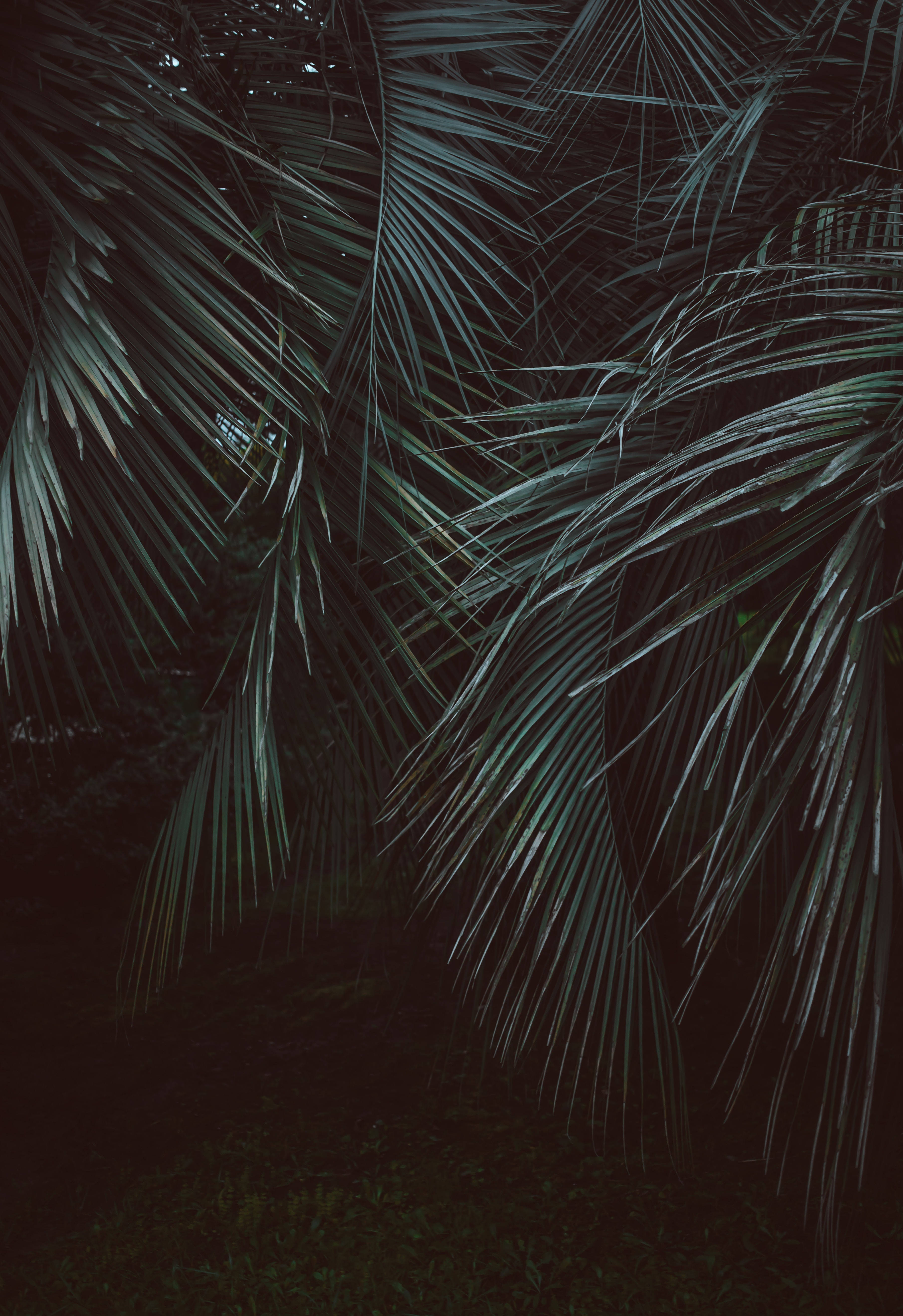 Veerblaar-palms in die Oerwoud Muurpapier